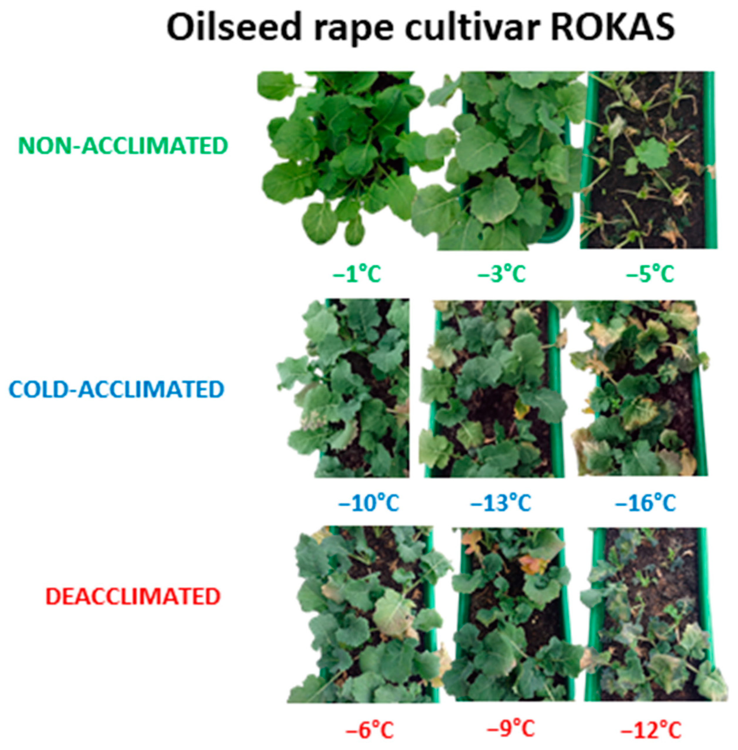 Agronomy 14 00419 g002 Agronomy 14 00419 g002