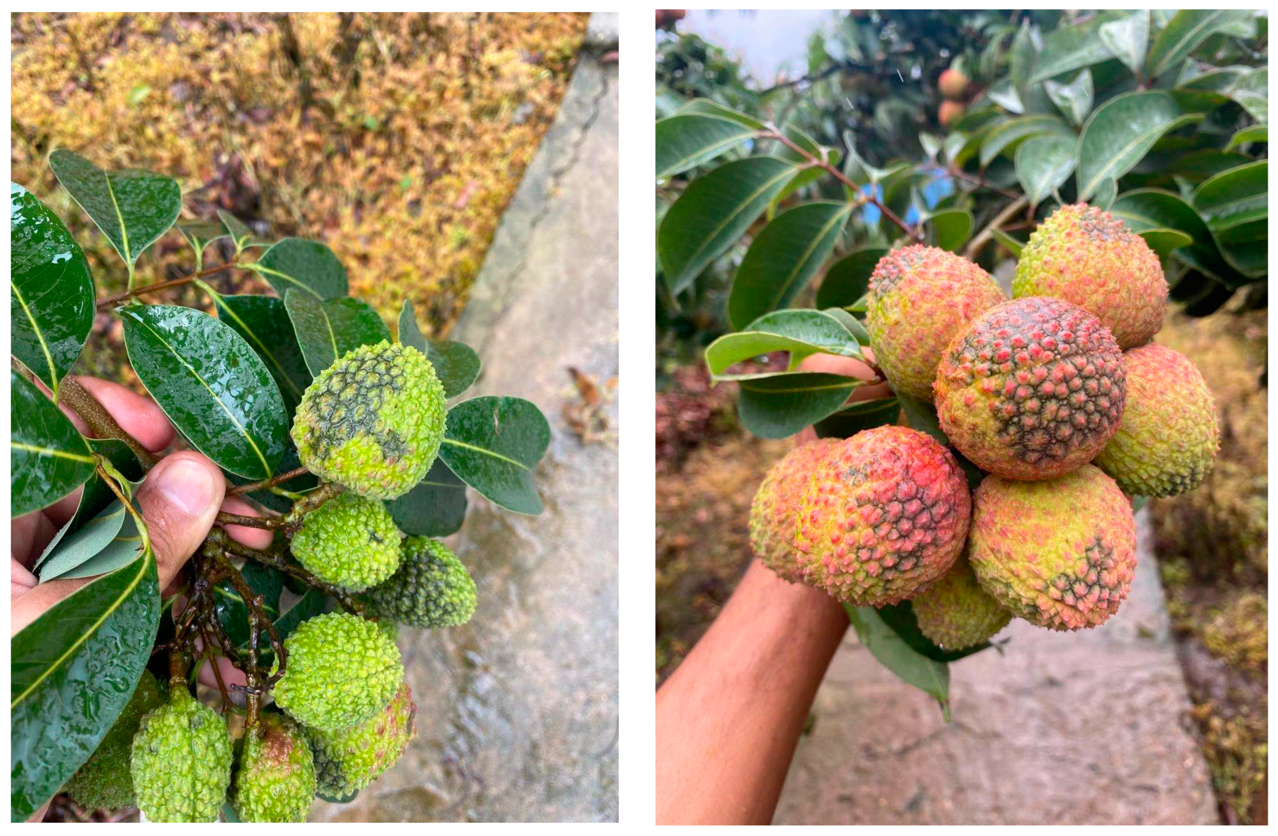 Agronomy 14 00449 g001