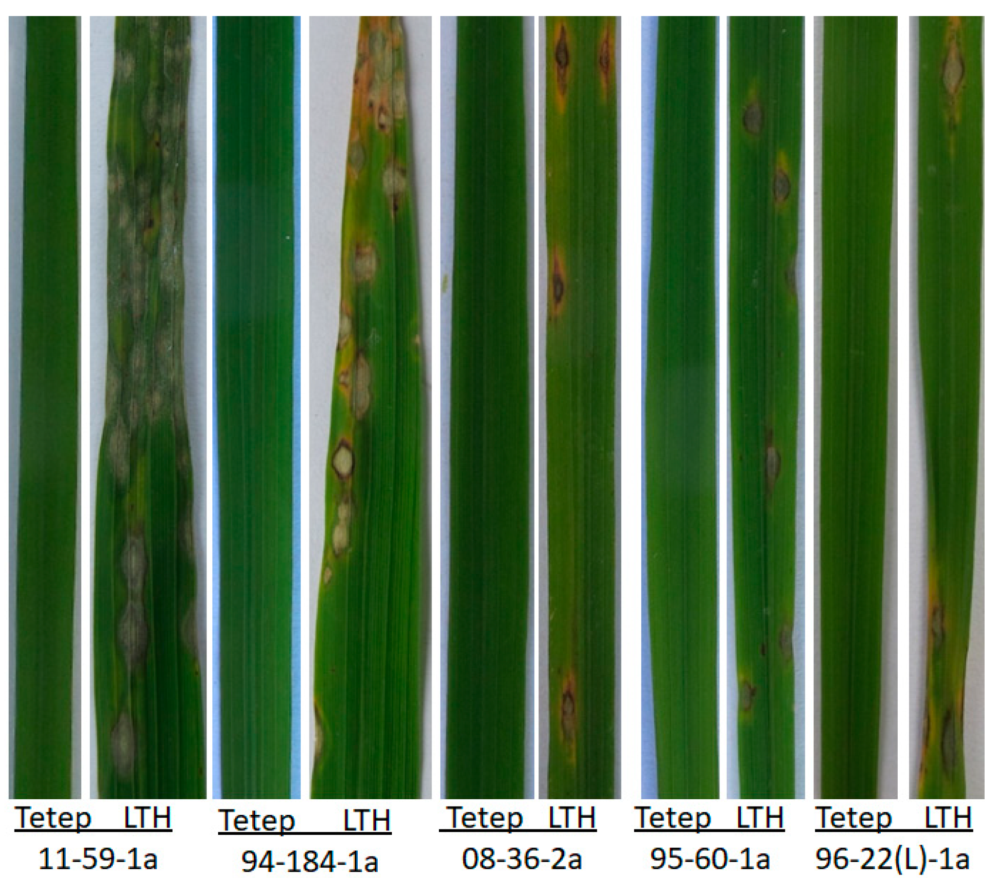 Agronomy 14 00454 g001 Agronomy 14 00454 g001