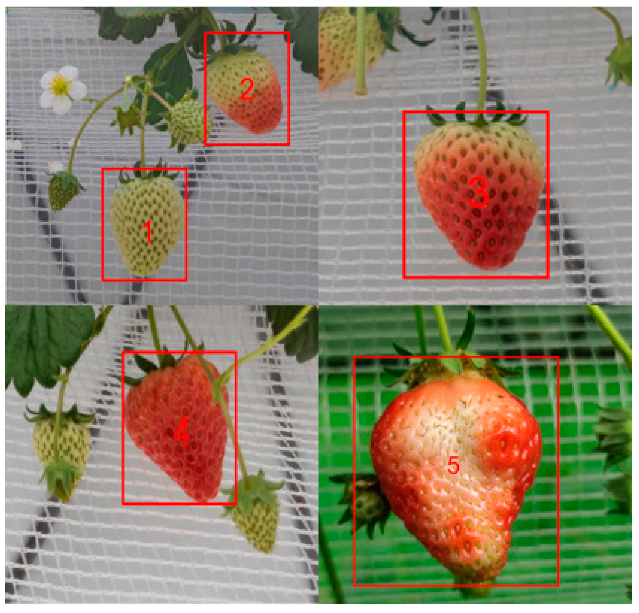 Agronomy 14 00460 g001