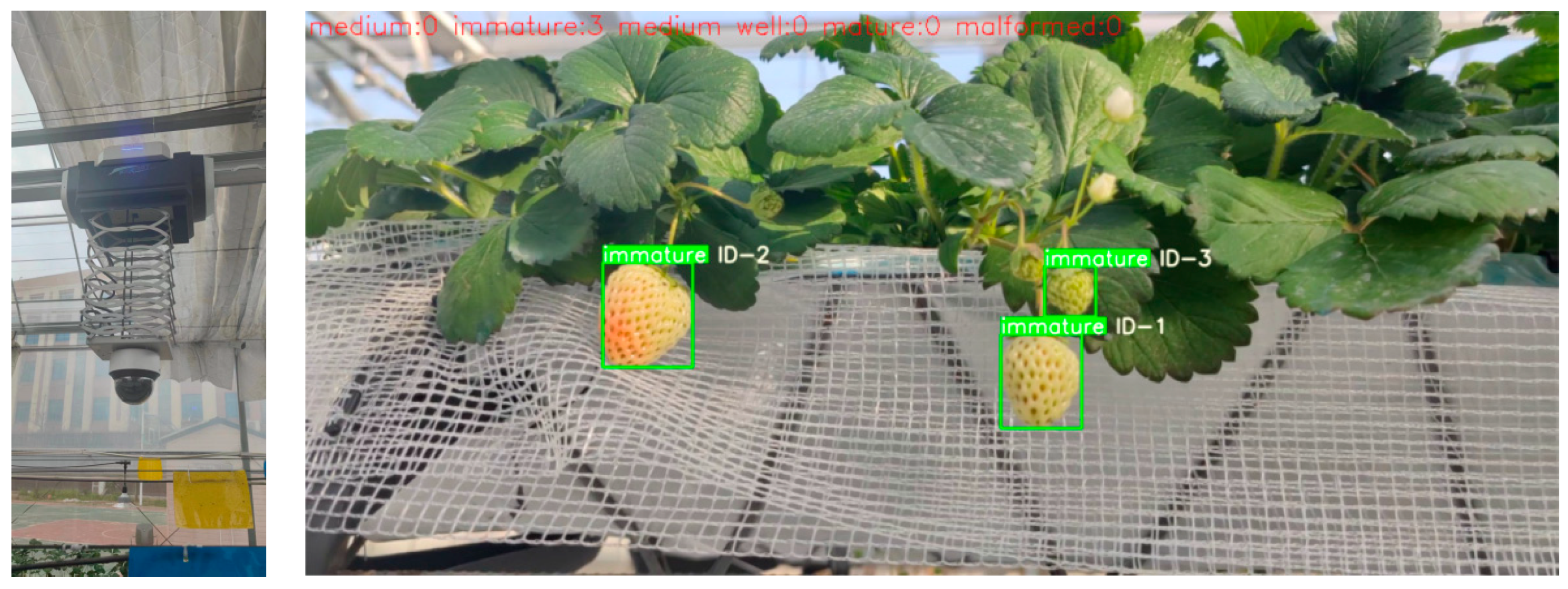 Agronomy 14 00460 g016