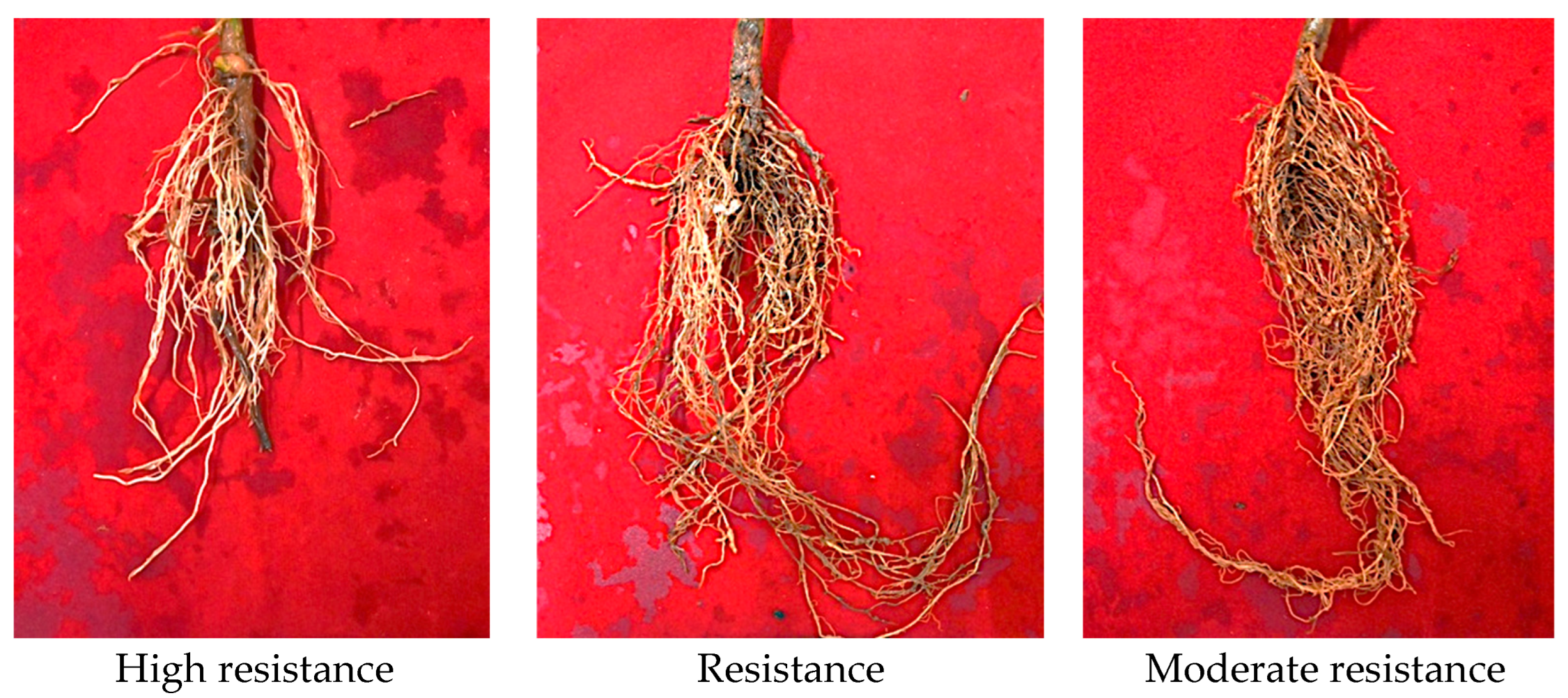 Agronomy 14 00470 g001 Agronomy 14 00470 g001