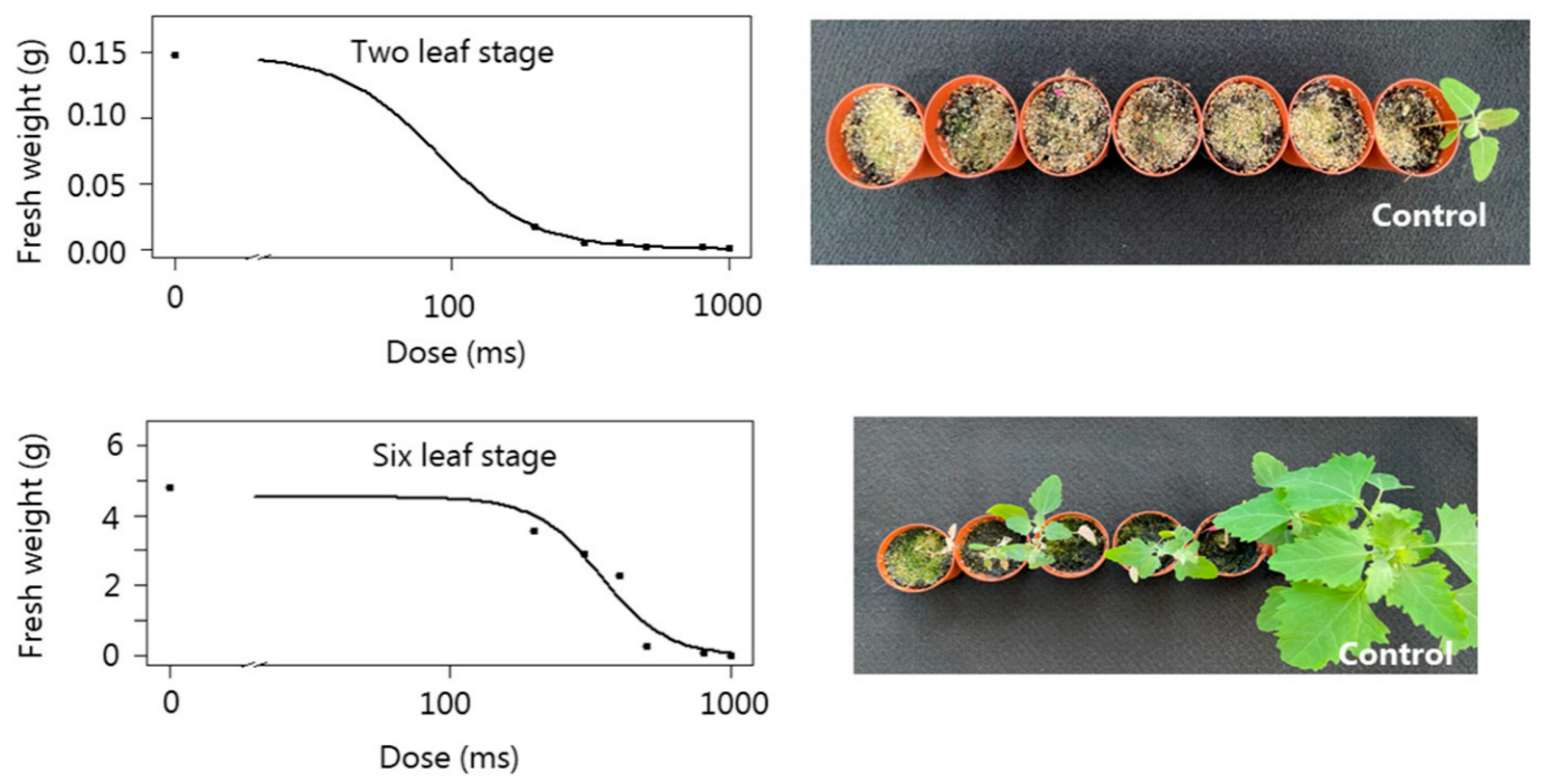 Agronomy 14 00486 g003