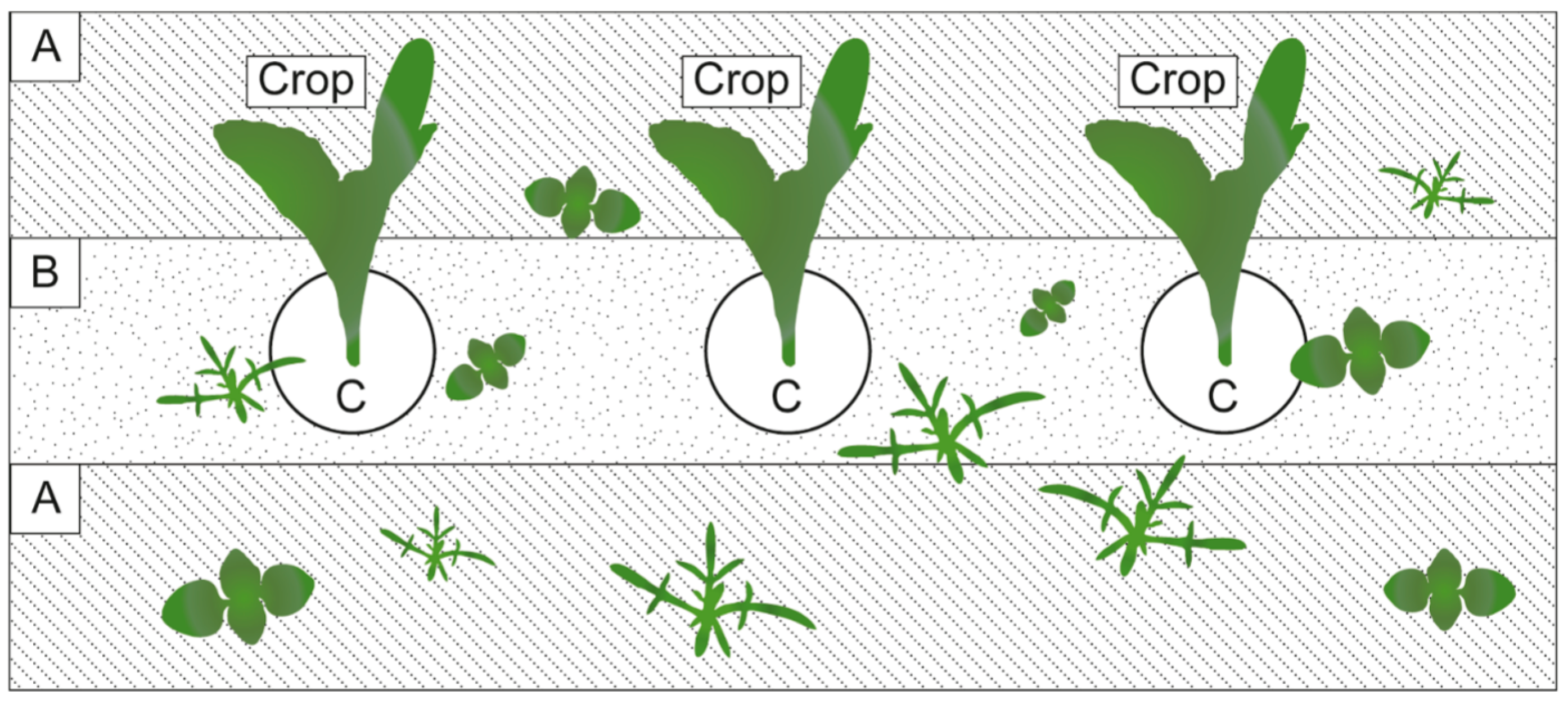 Agronomy 14 00486 g006