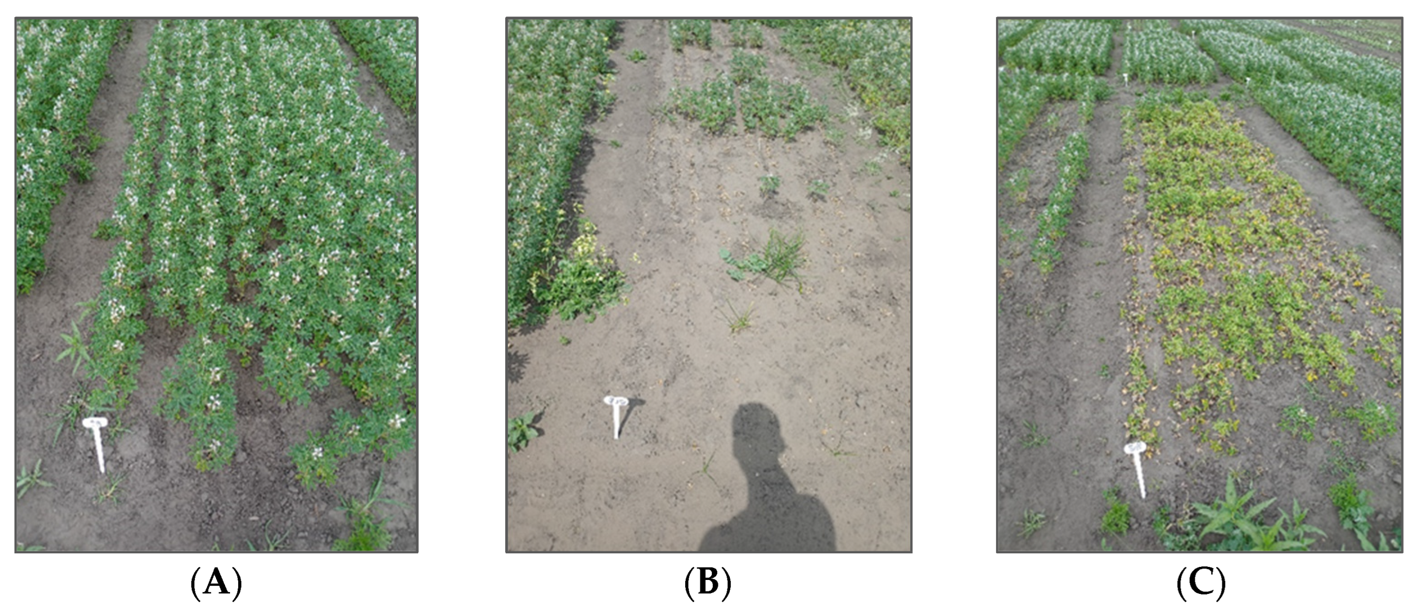 Agronomy 14 00488 g007 Agronomy 14 00488 g007