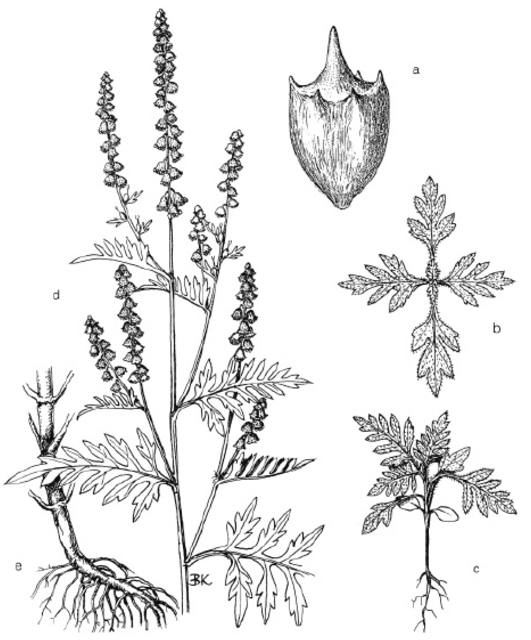 Agronomy 14 00497 g001