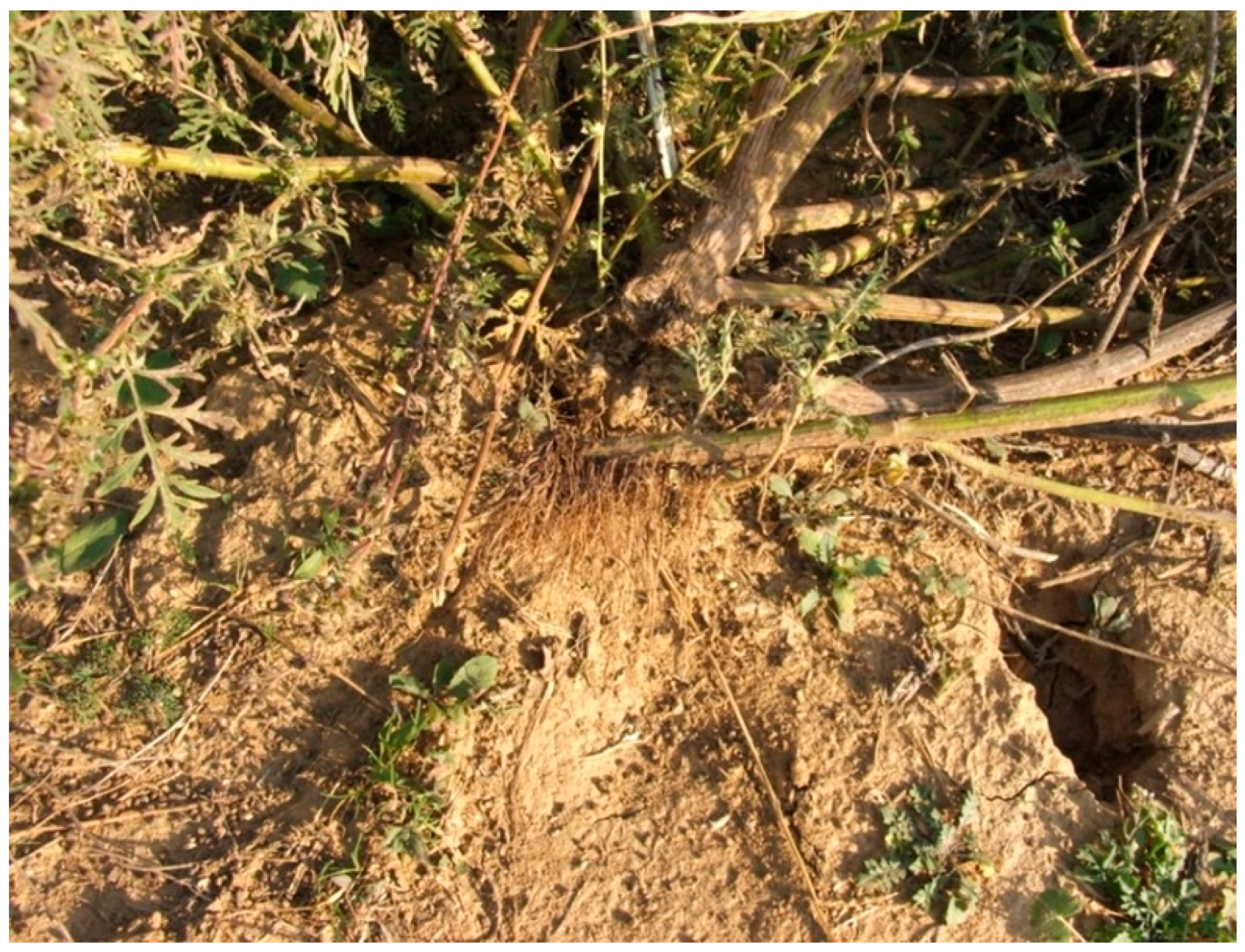 Agronomy 14 00497 g002