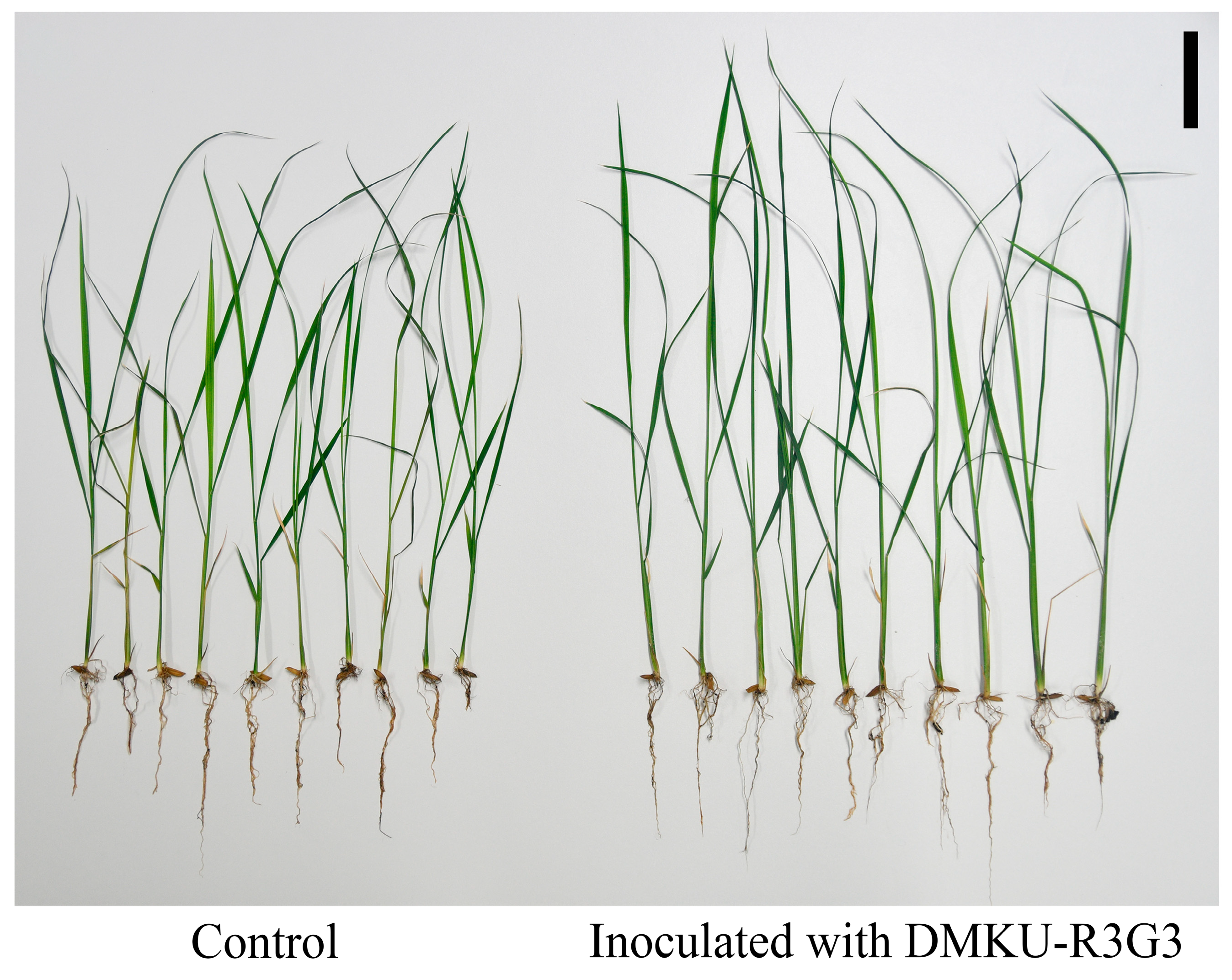 Agronomy 14 00498 g005 Agronomy 14 00498 g005