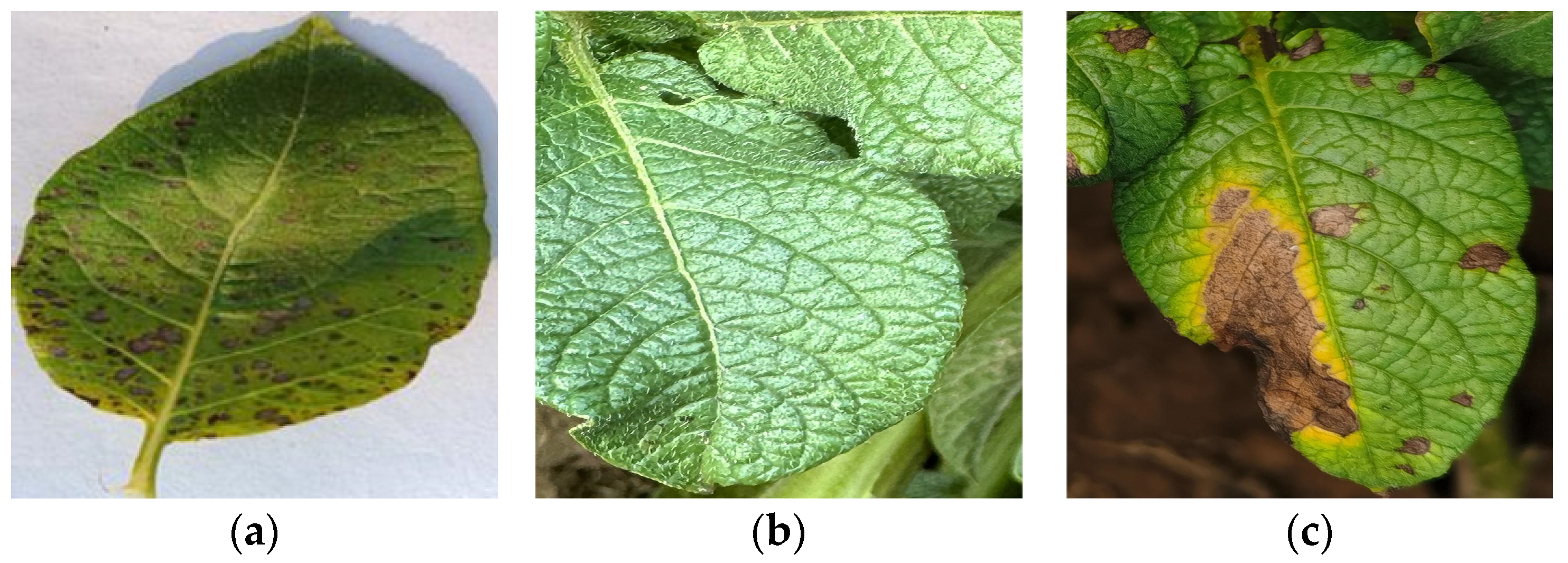 Agronomy 14 00500 g001