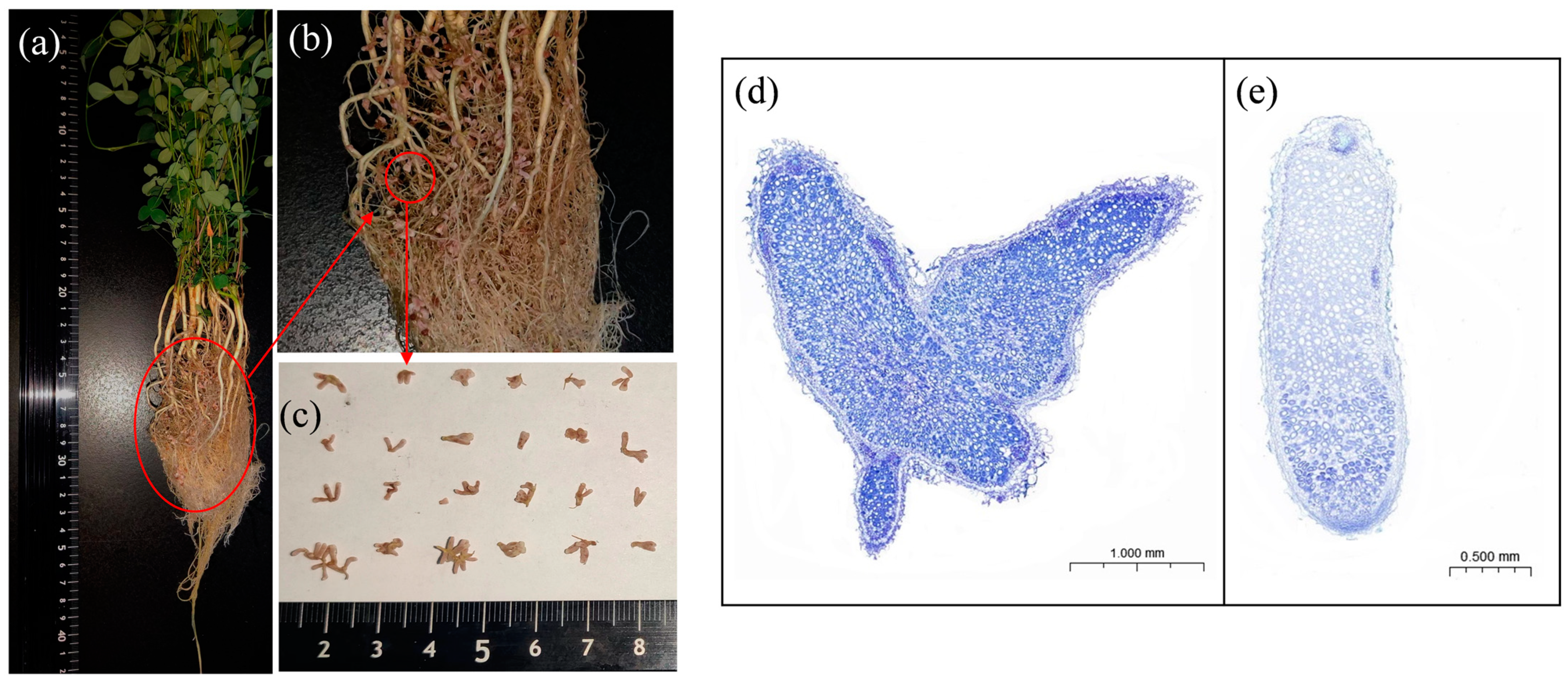 Agronomy 14 00511 g002