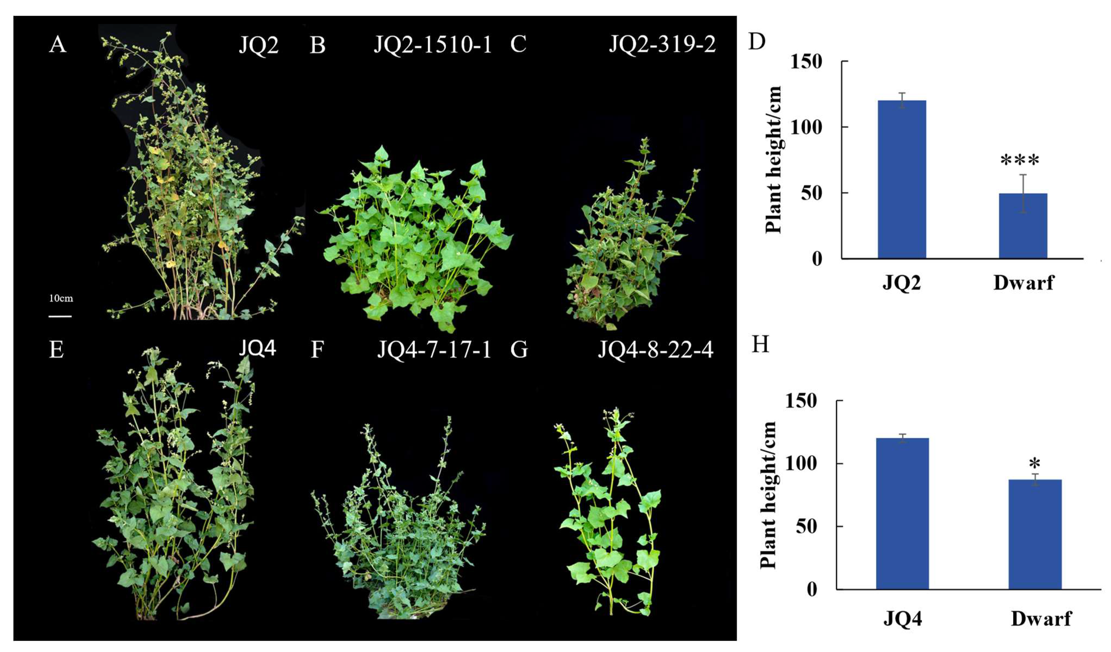 Agronomy 14 00547 g001
