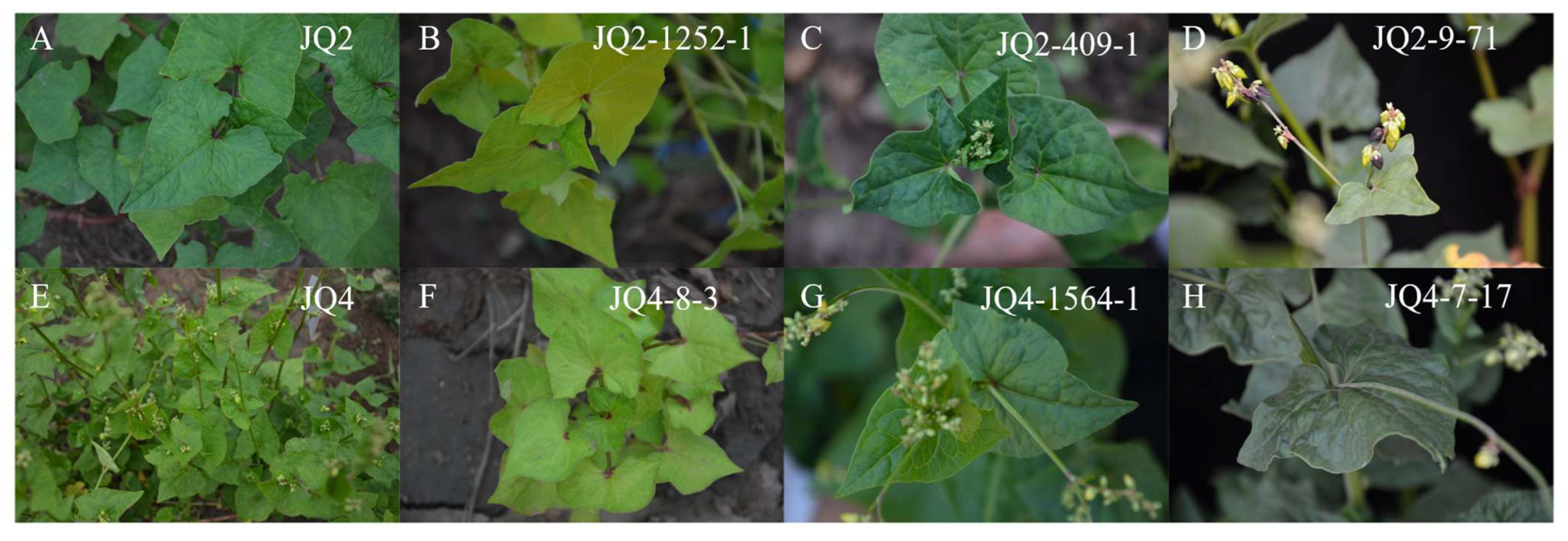 Agronomy 14 00547 g002