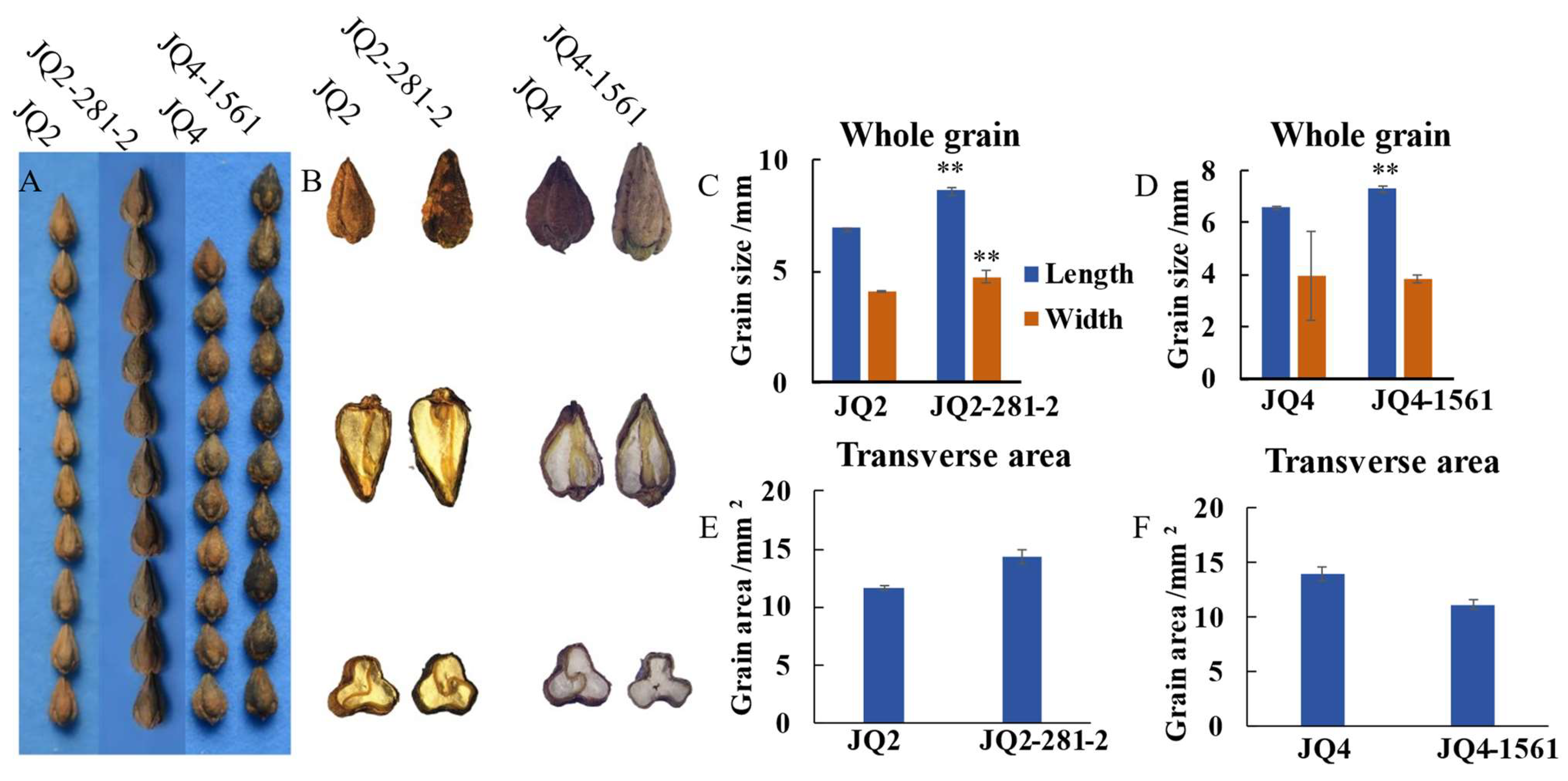 Agronomy 14 00547 g003