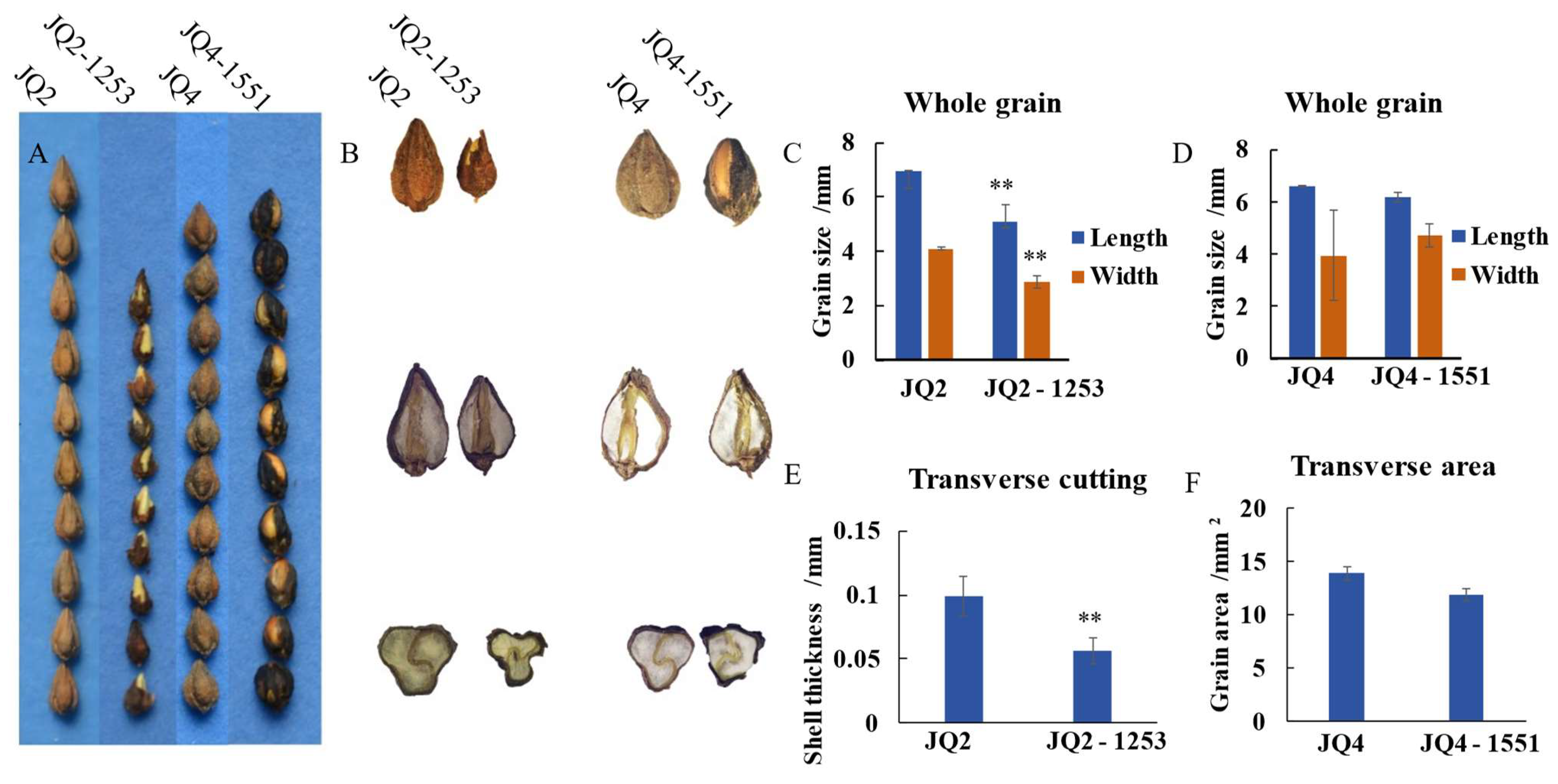 Agronomy 14 00547 g004