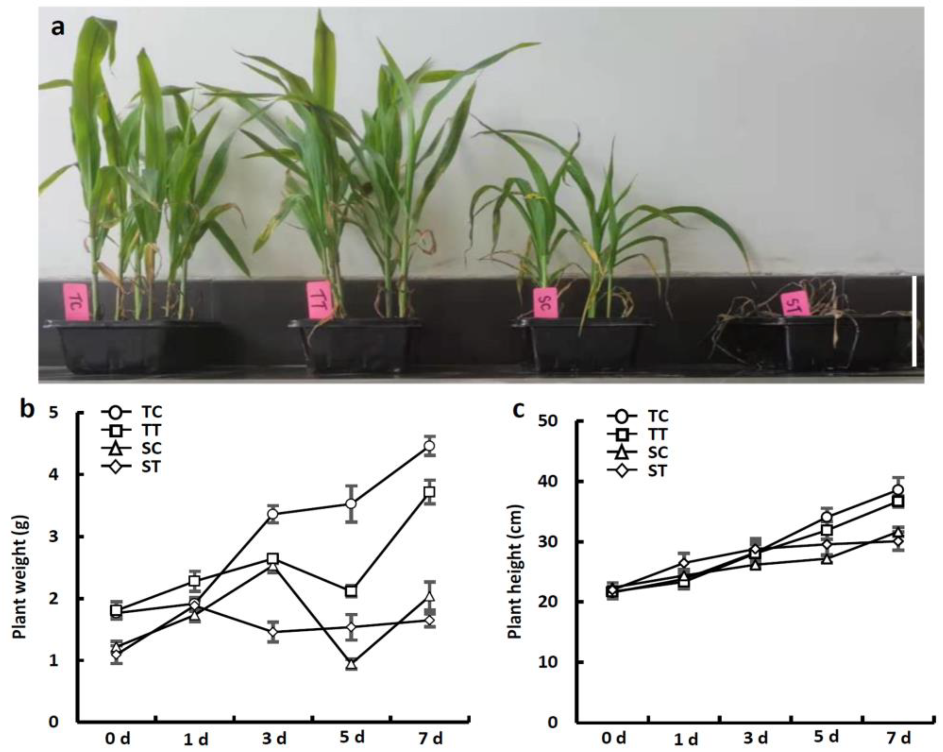 Agronomy 14 00555 g001
