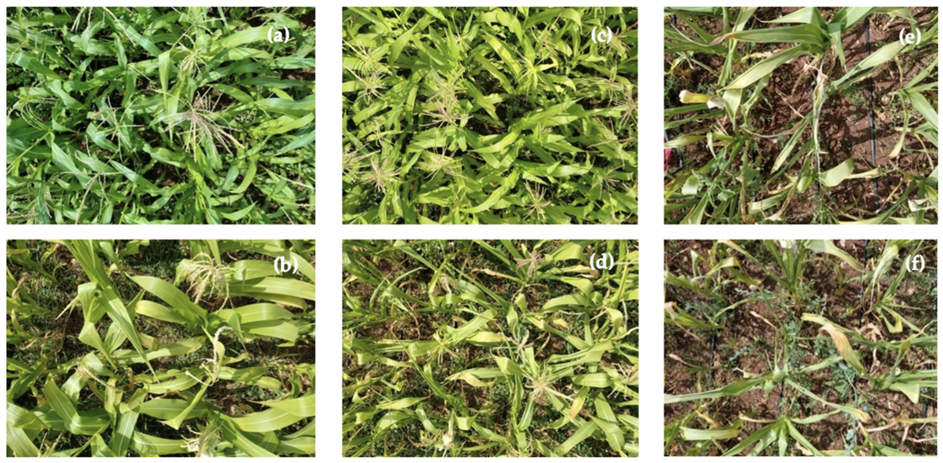 Agronomy 14 00562 g001