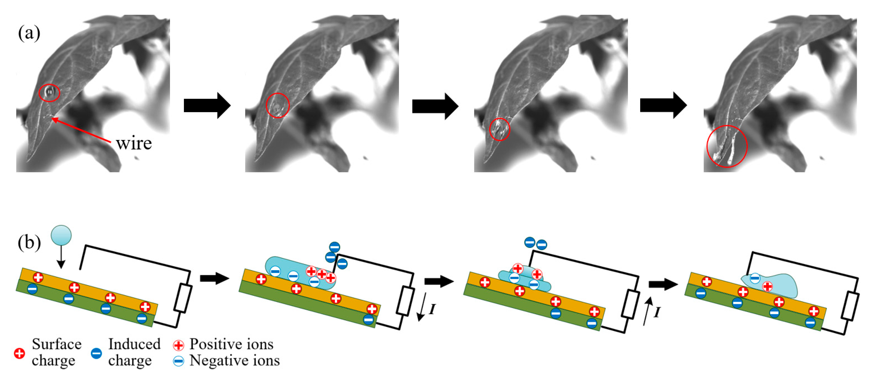 Agronomy 14 00573 g003