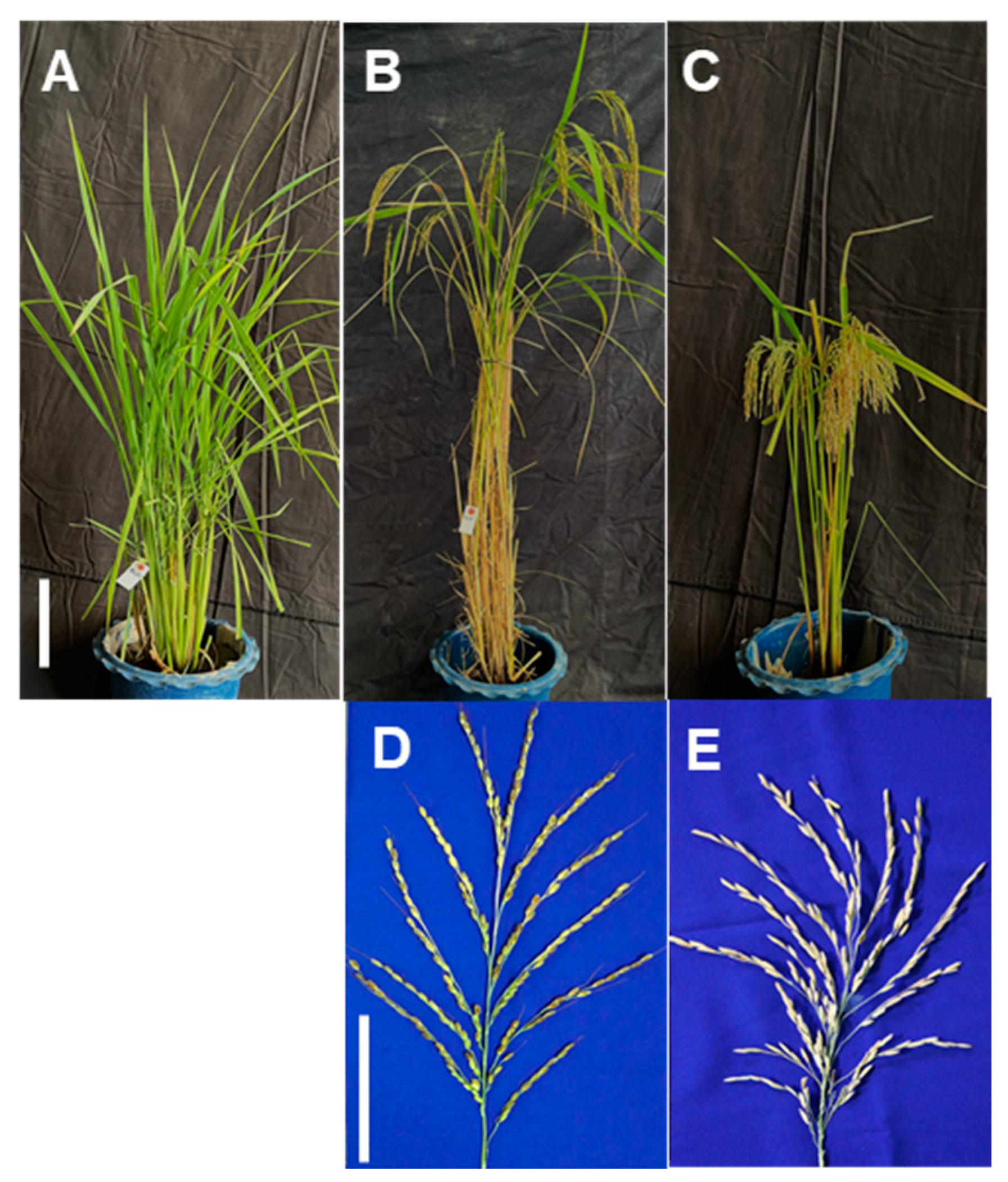 Agronomy 14 00632 g001