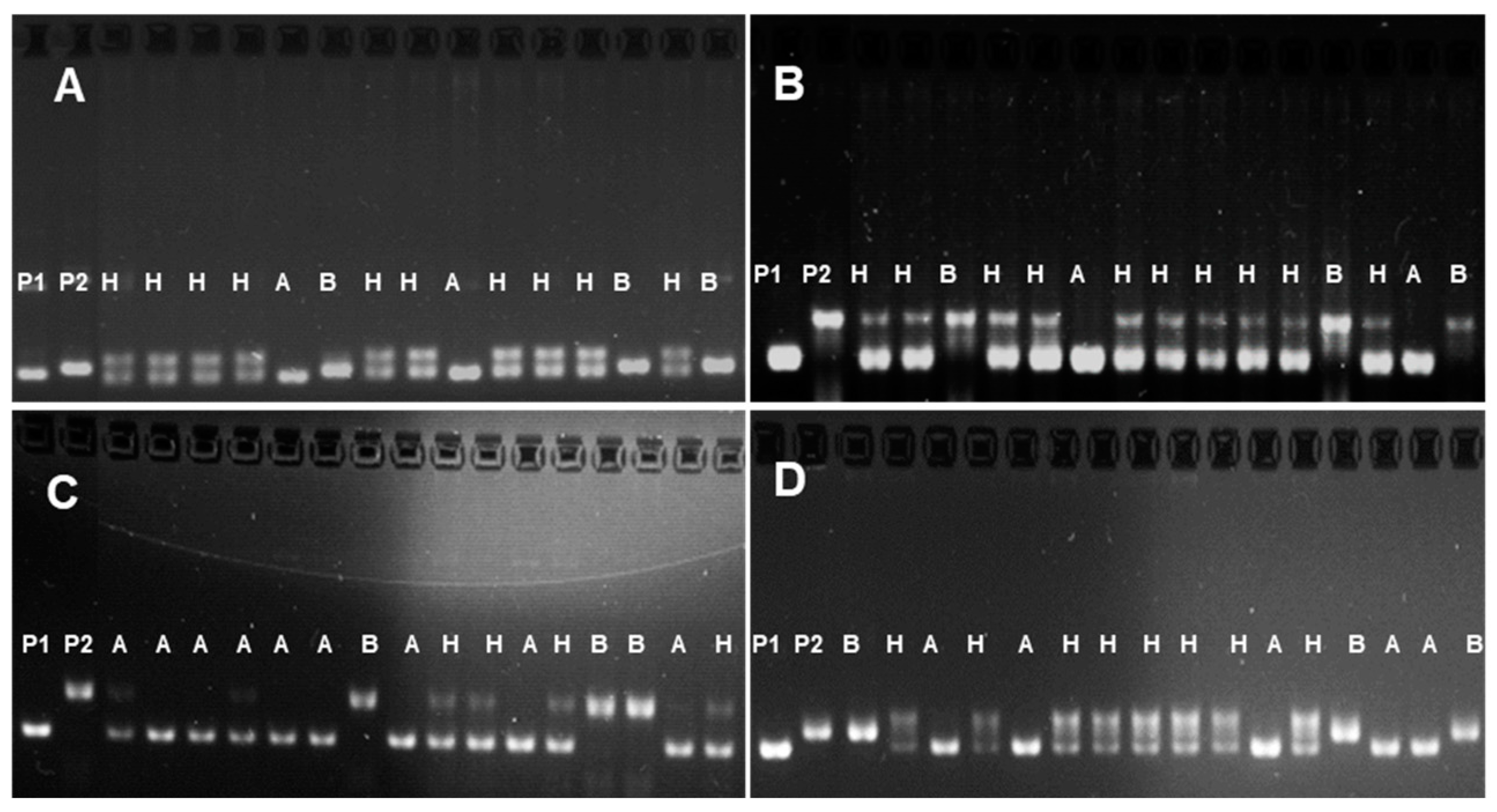 Agronomy 14 00632 g003