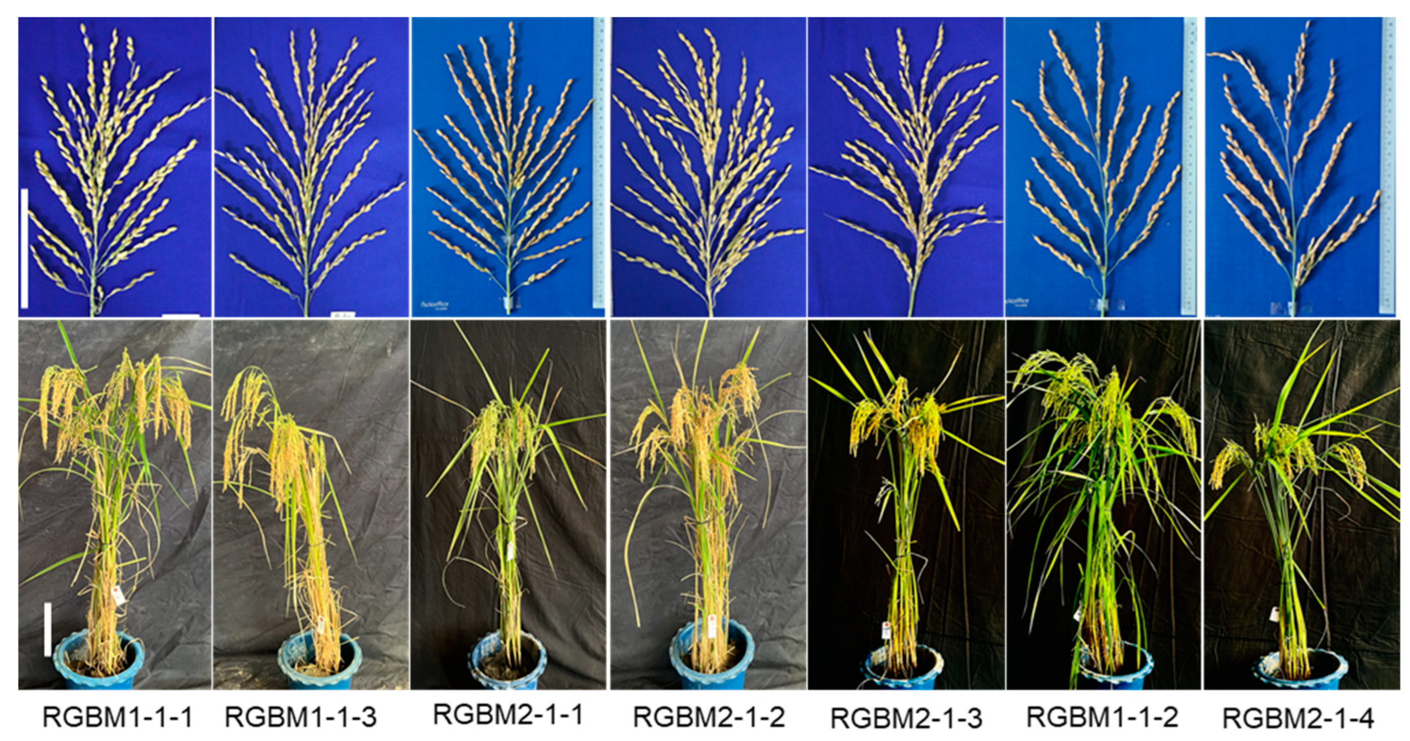 Agronomy 14 00632 g006