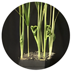 Agronomy 14 00641 i002