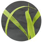 Agronomy 14 00641 i003