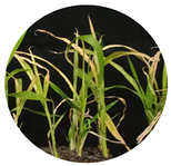 Agronomy 14 00641 i004