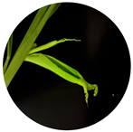 Agronomy 14 00641 i005