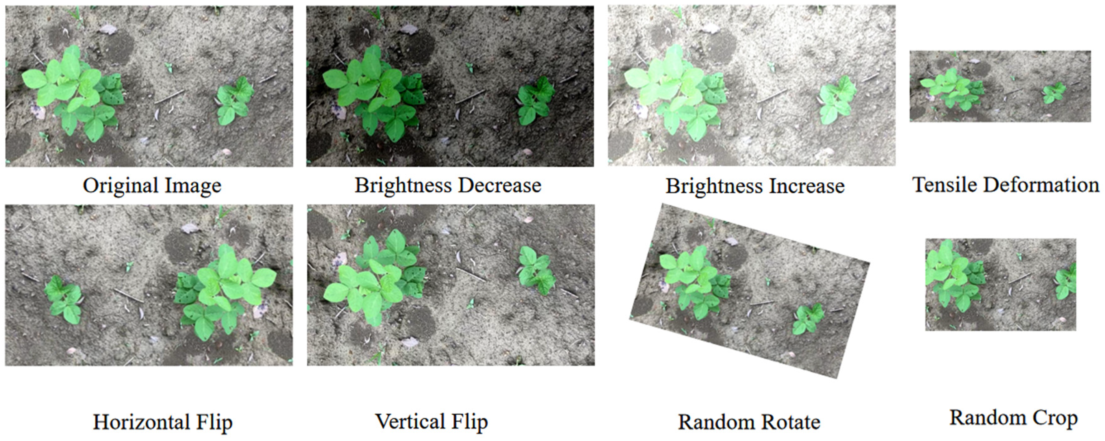 Agronomy 14 00657 g001