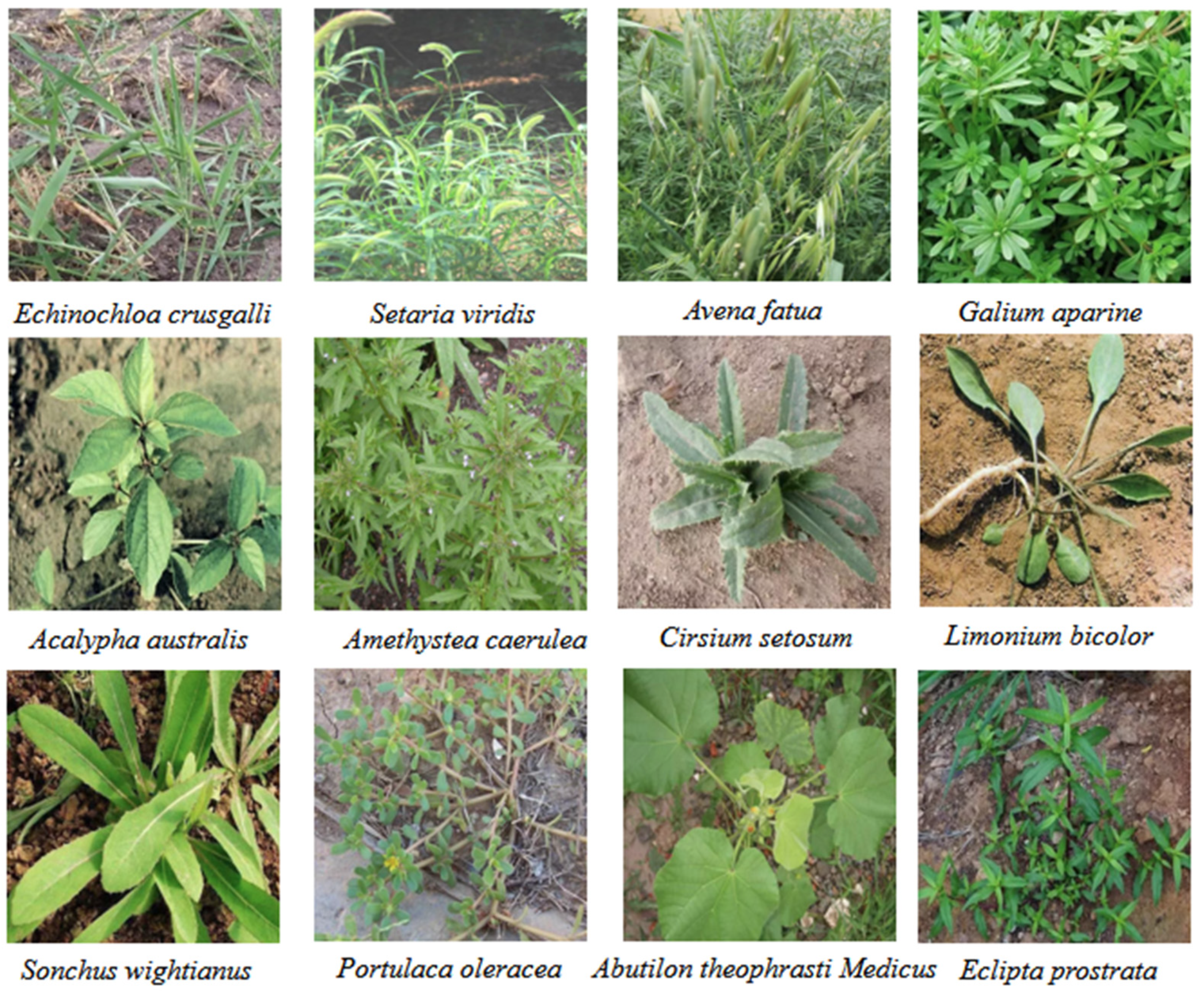 Agronomy 14 00657 g005