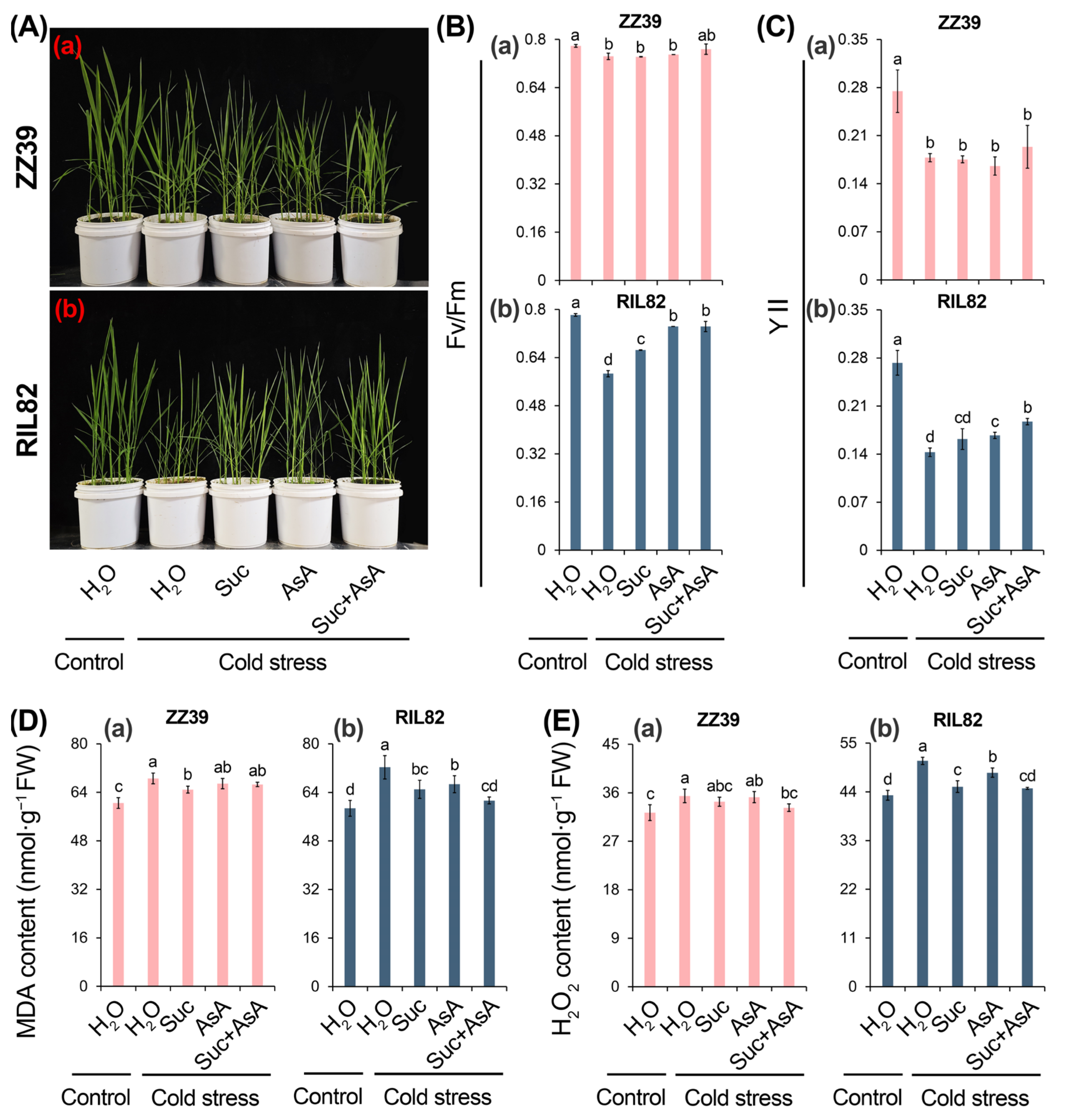 Agronomy 14 00659 g007