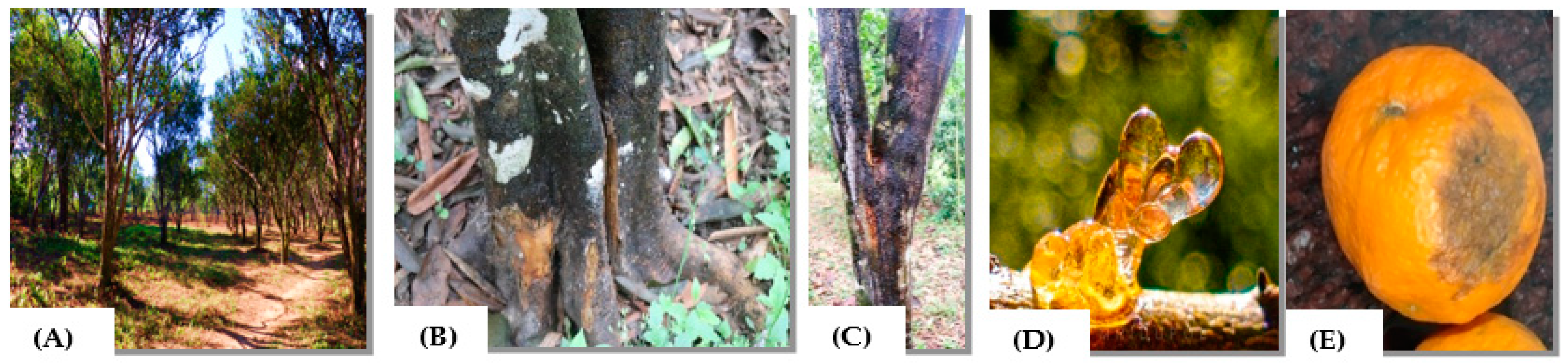 Agronomy 14 00661 g002