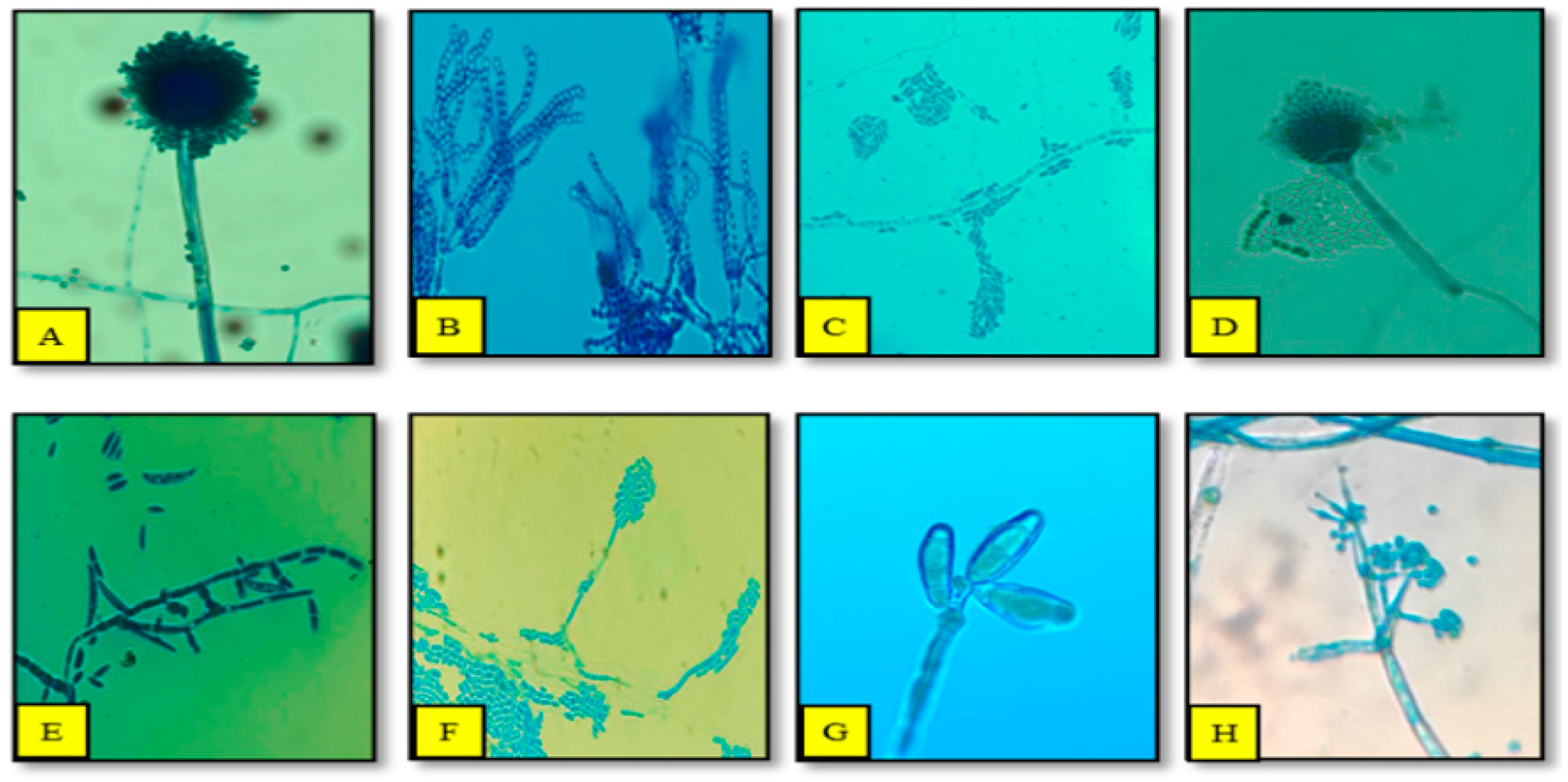 Agronomy 14 00661 g007