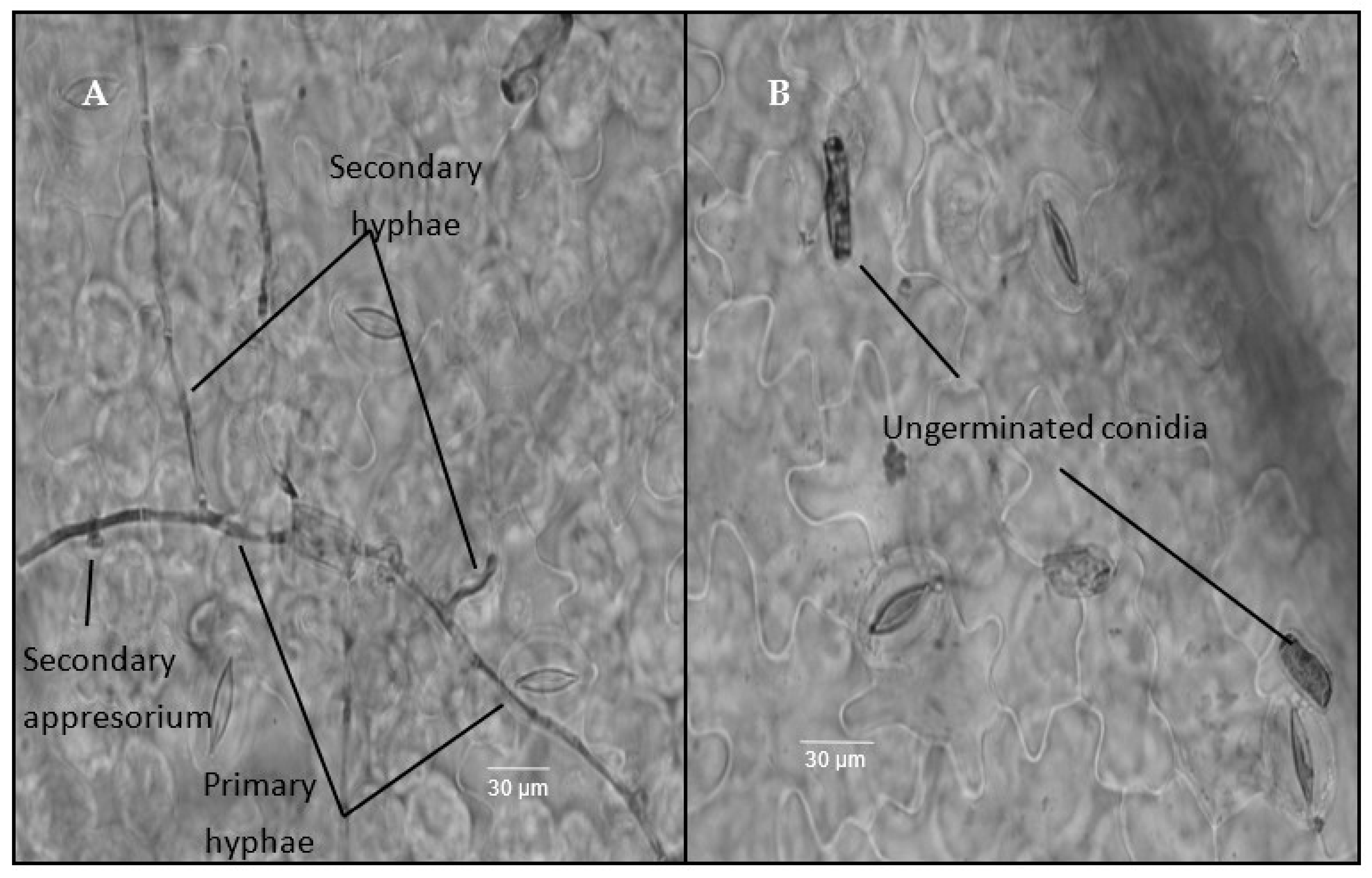 Agronomy 14 00663 g001