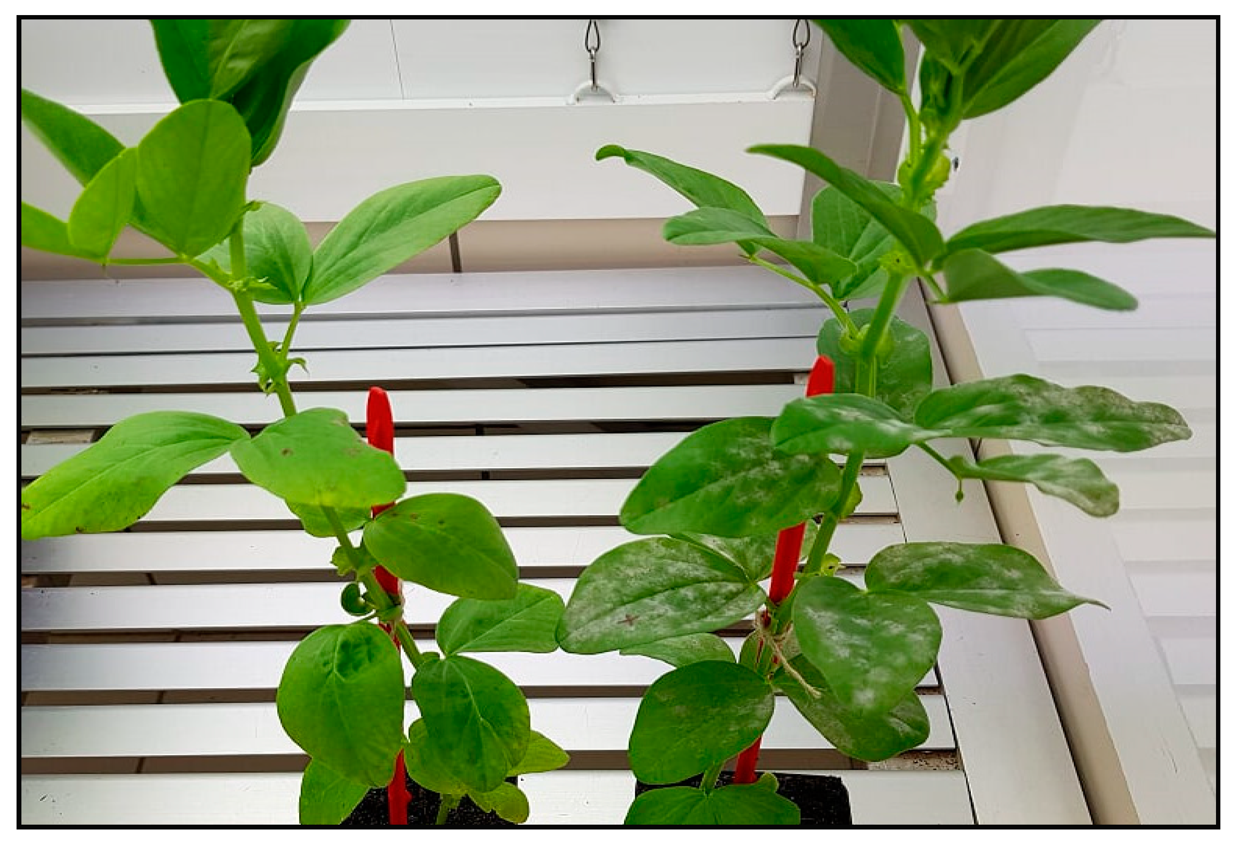 Agronomy 14 00663 g004