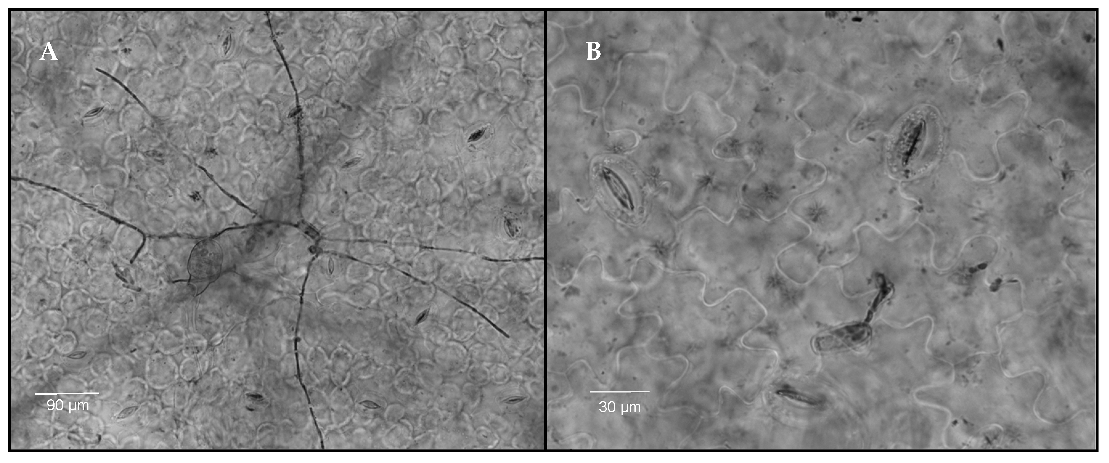 Agronomy 14 00663 g005