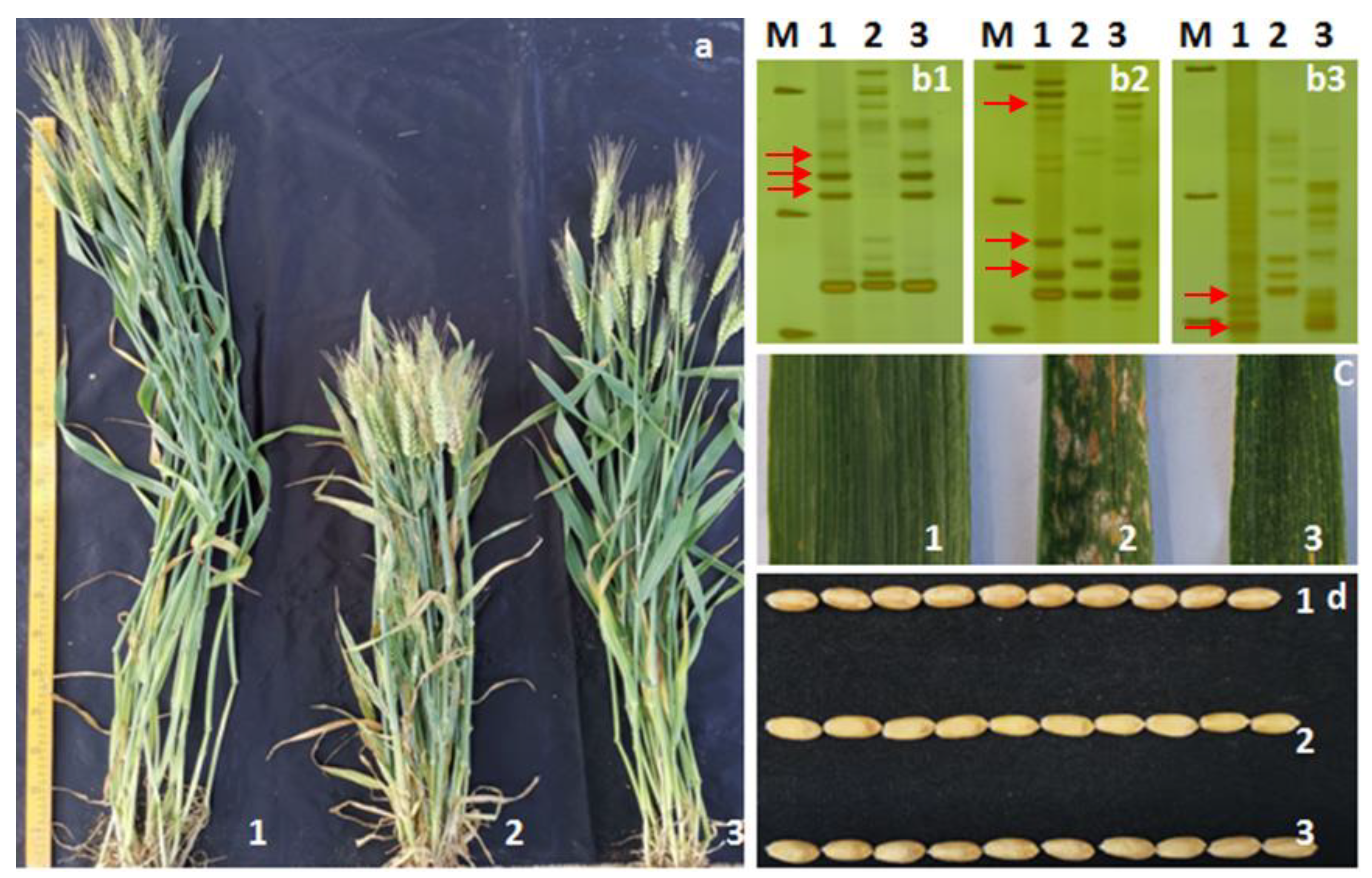 Agronomy 14 00667 g004