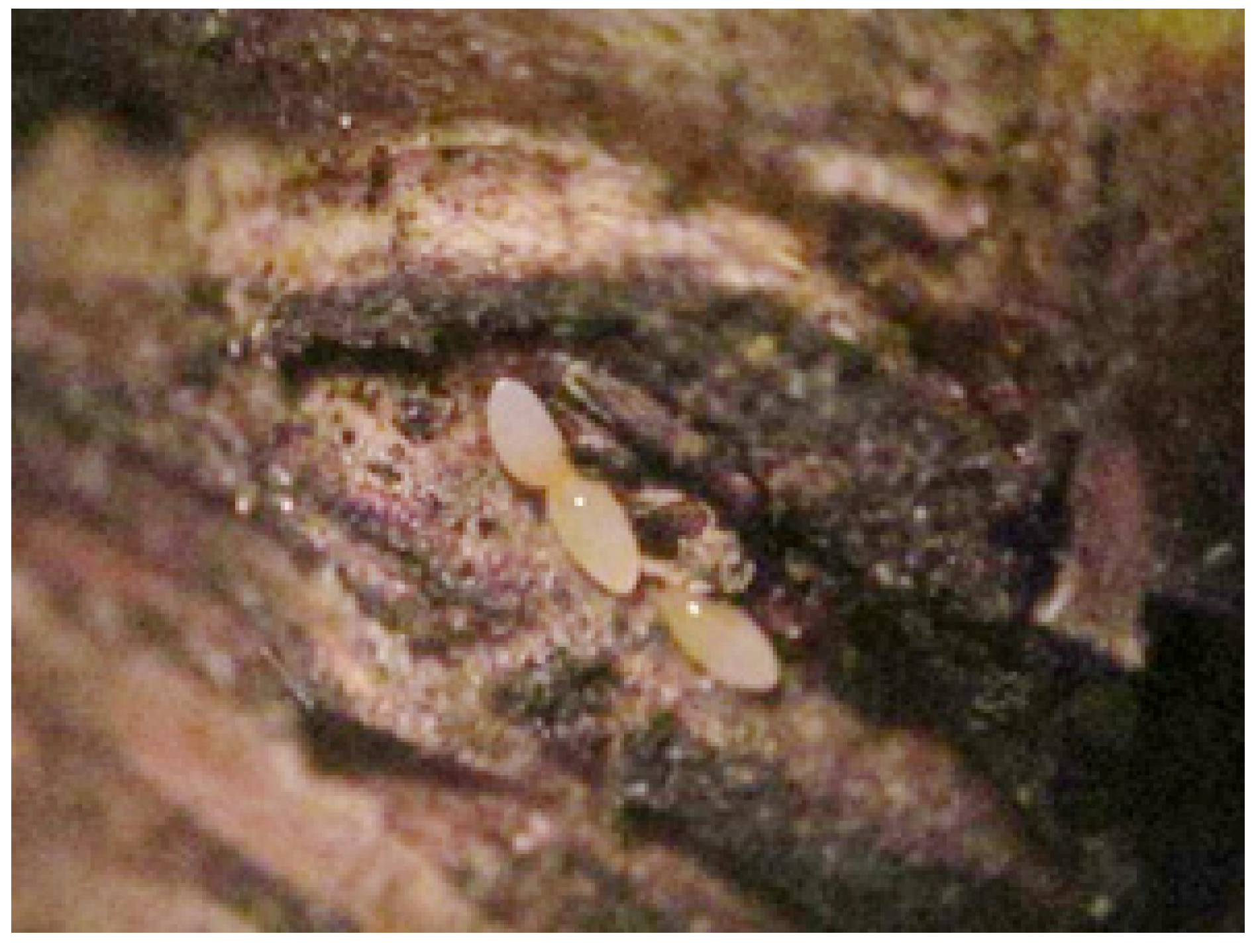 Agronomy 14 00668 g003 Agronomy 14 00668 g003