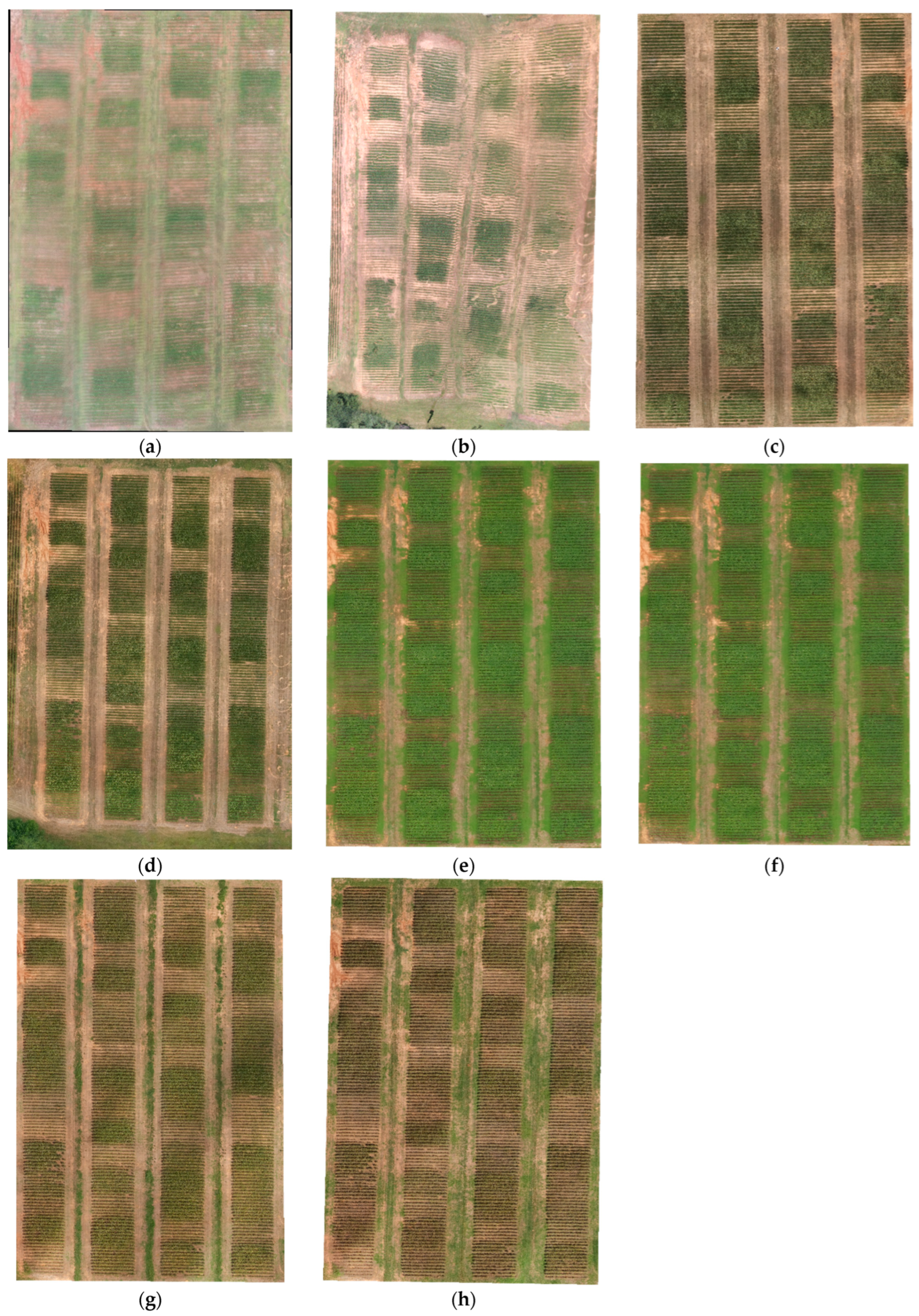 Agronomy 14 00672 g004