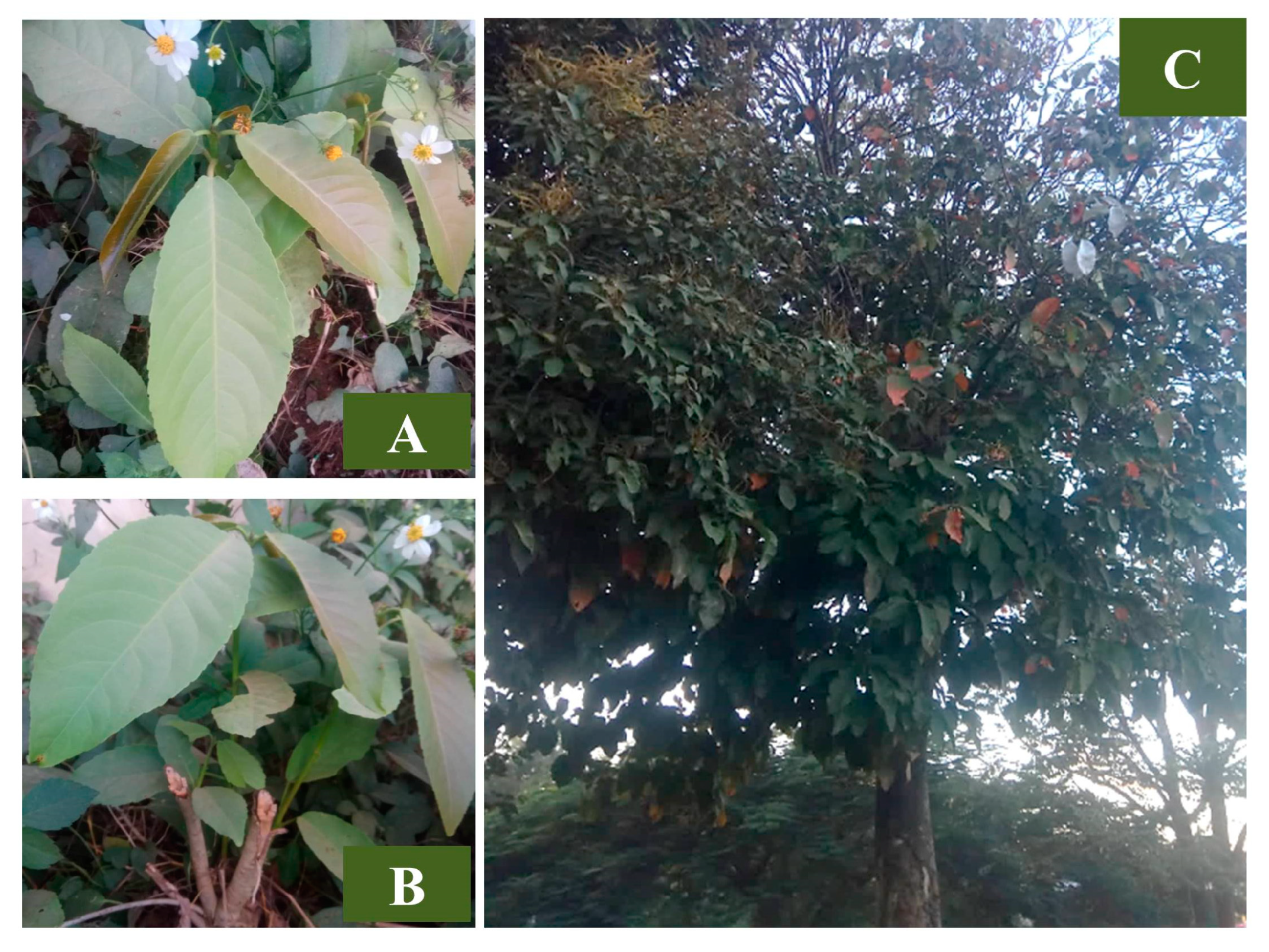 Agronomy 14 00695 g001