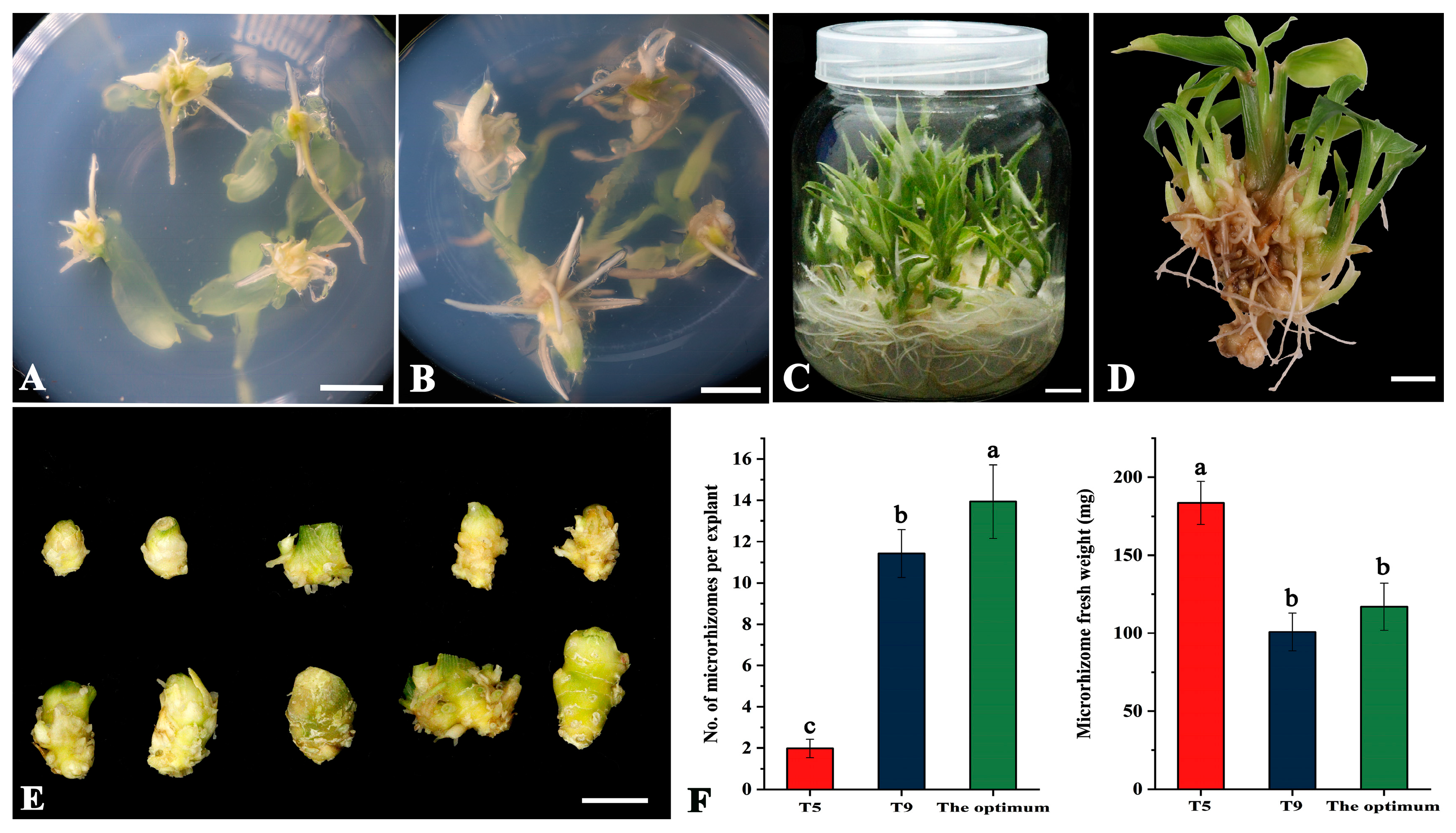 Agronomy 14 00747 g001 Agronomy 14 00747 g001
