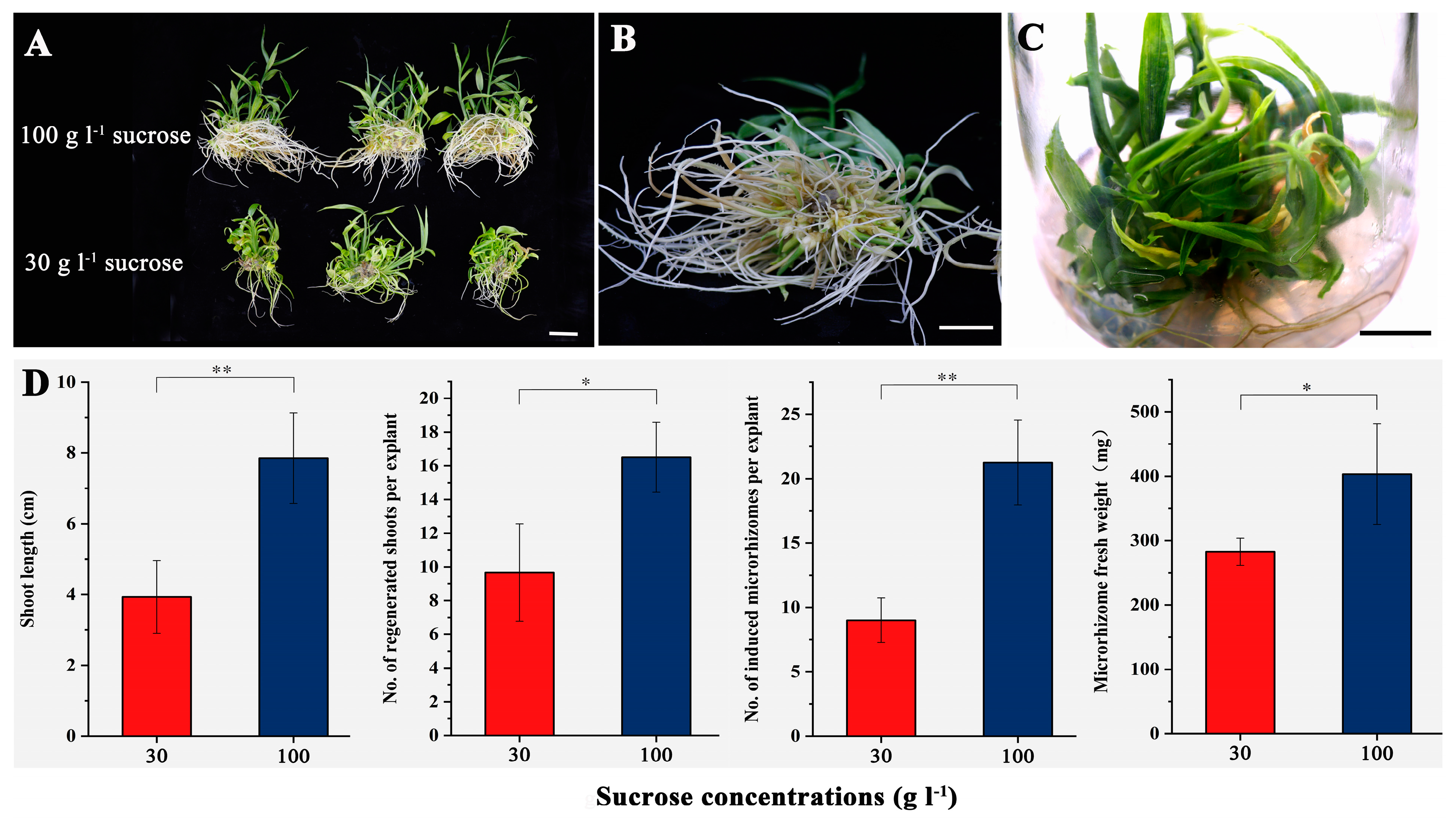 Agronomy 14 00747 g004 Agronomy 14 00747 g004