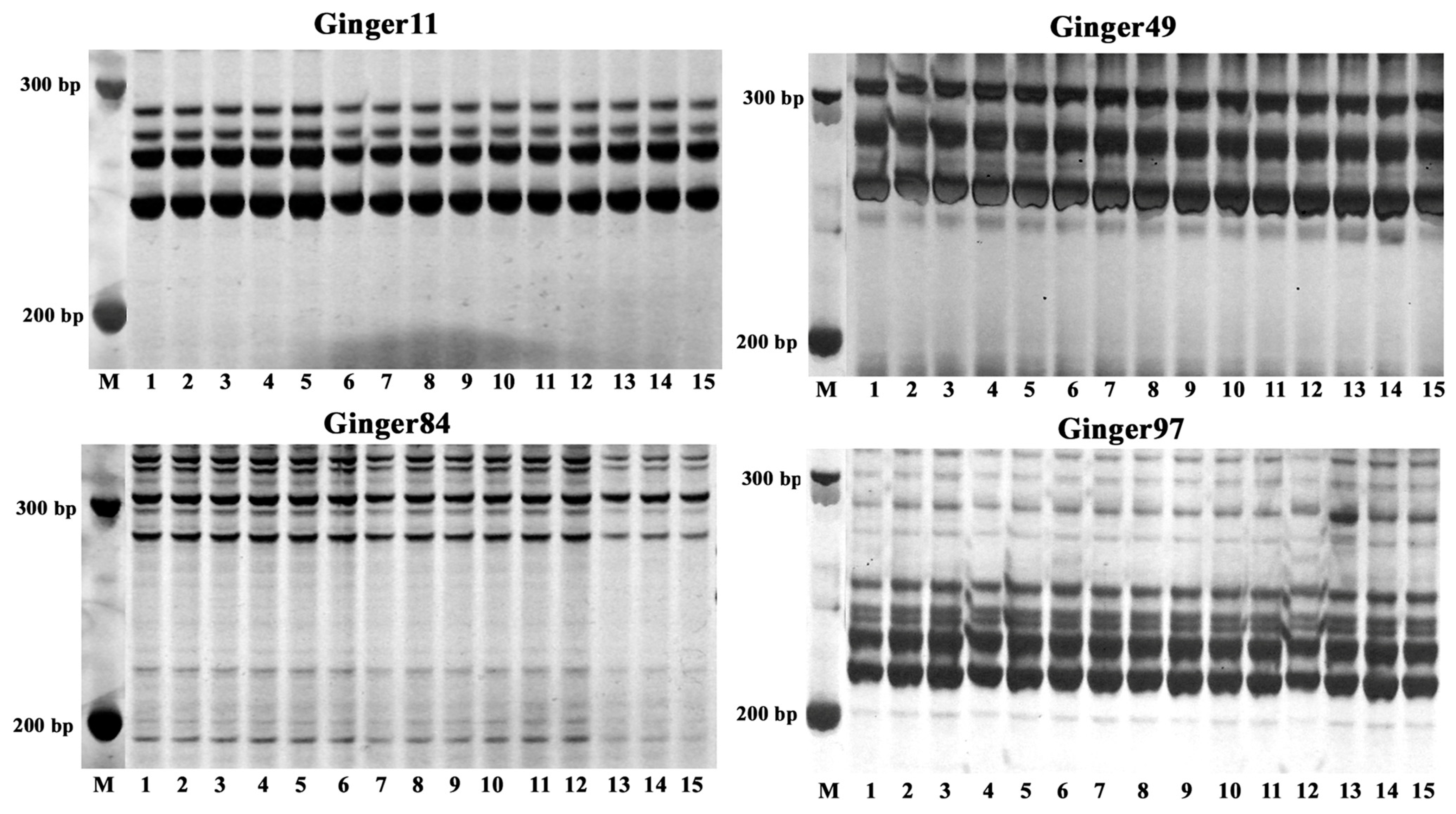 Agronomy 14 00747 g006 Agronomy 14 00747 g006