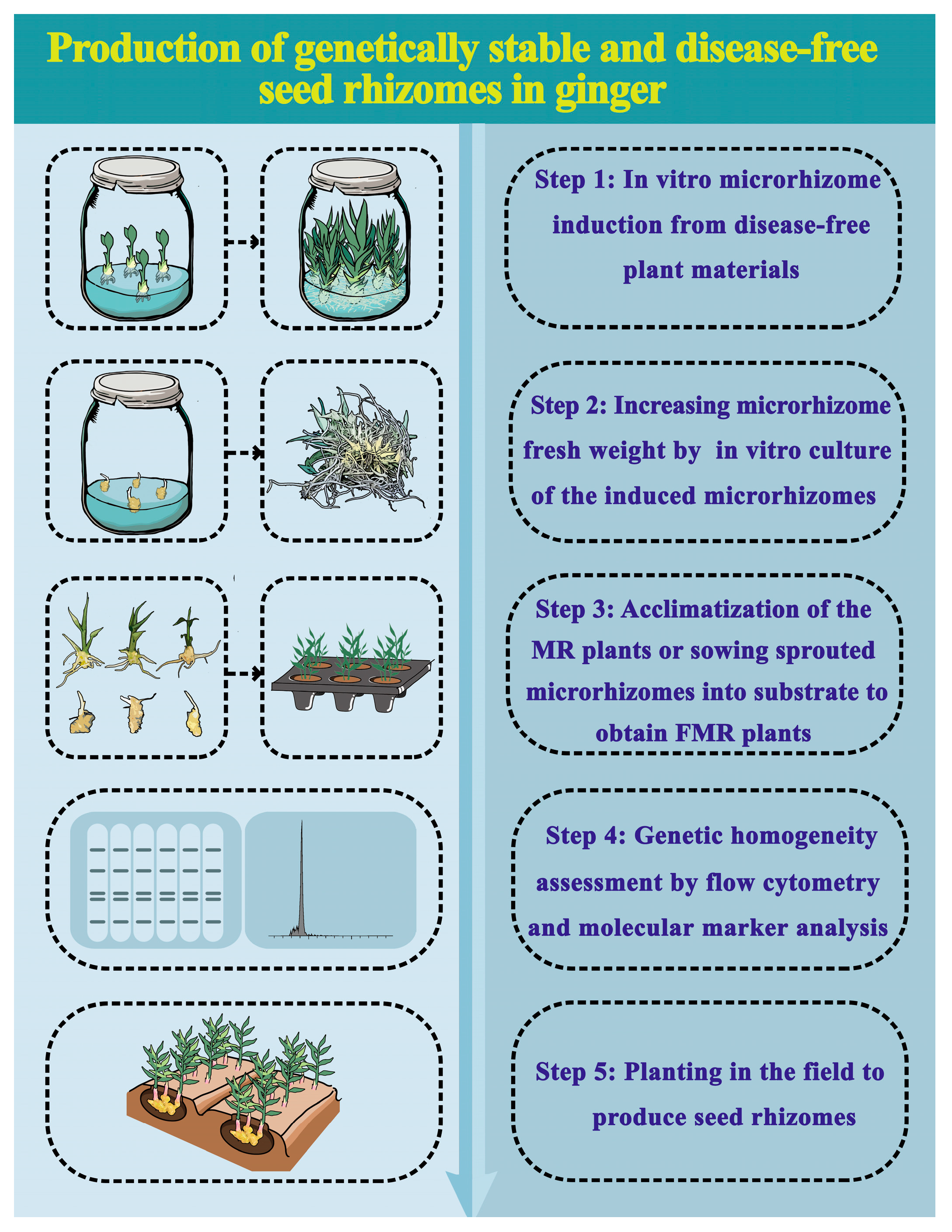 Agronomy 14 00747 g008 Agronomy 14 00747 g008