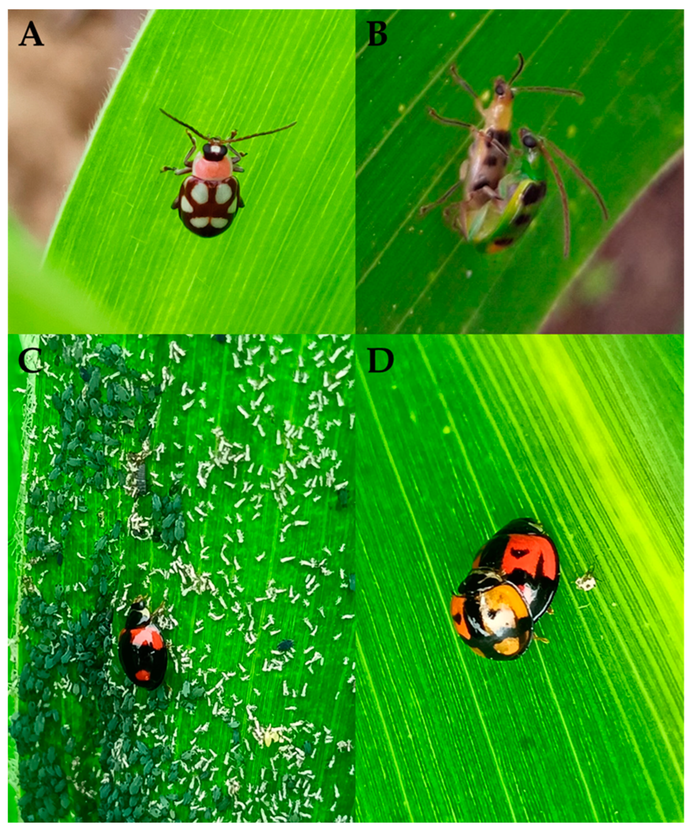 Agronomy 14 00748 g002