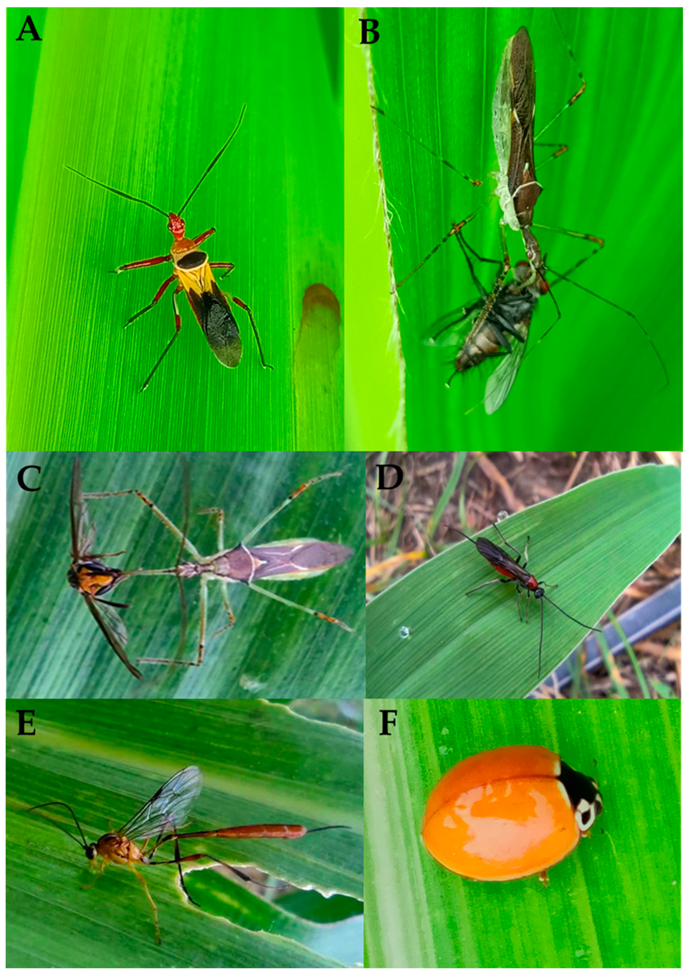 Agronomy 14 00748 g003