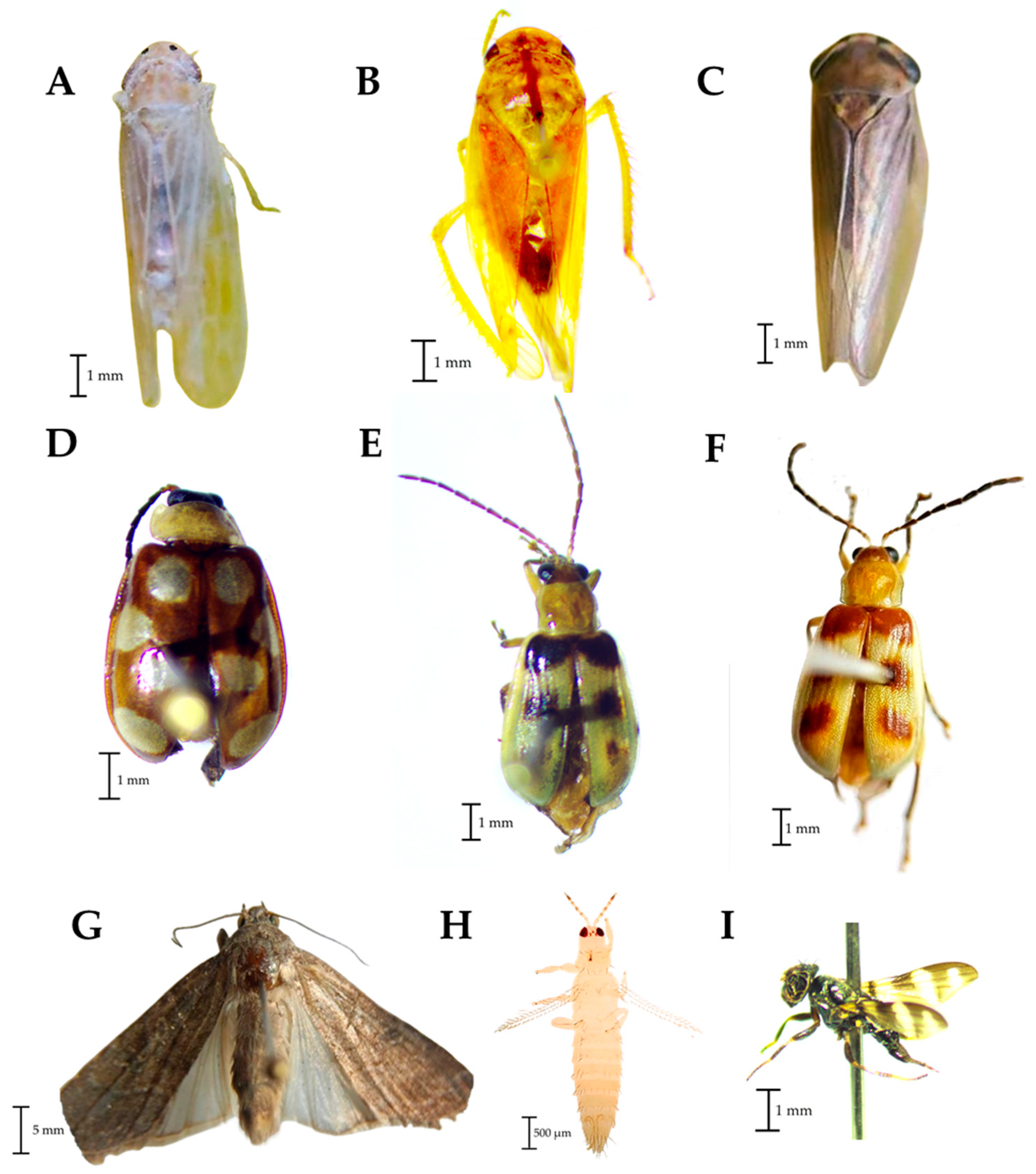 Agronomy 14 00748 g004