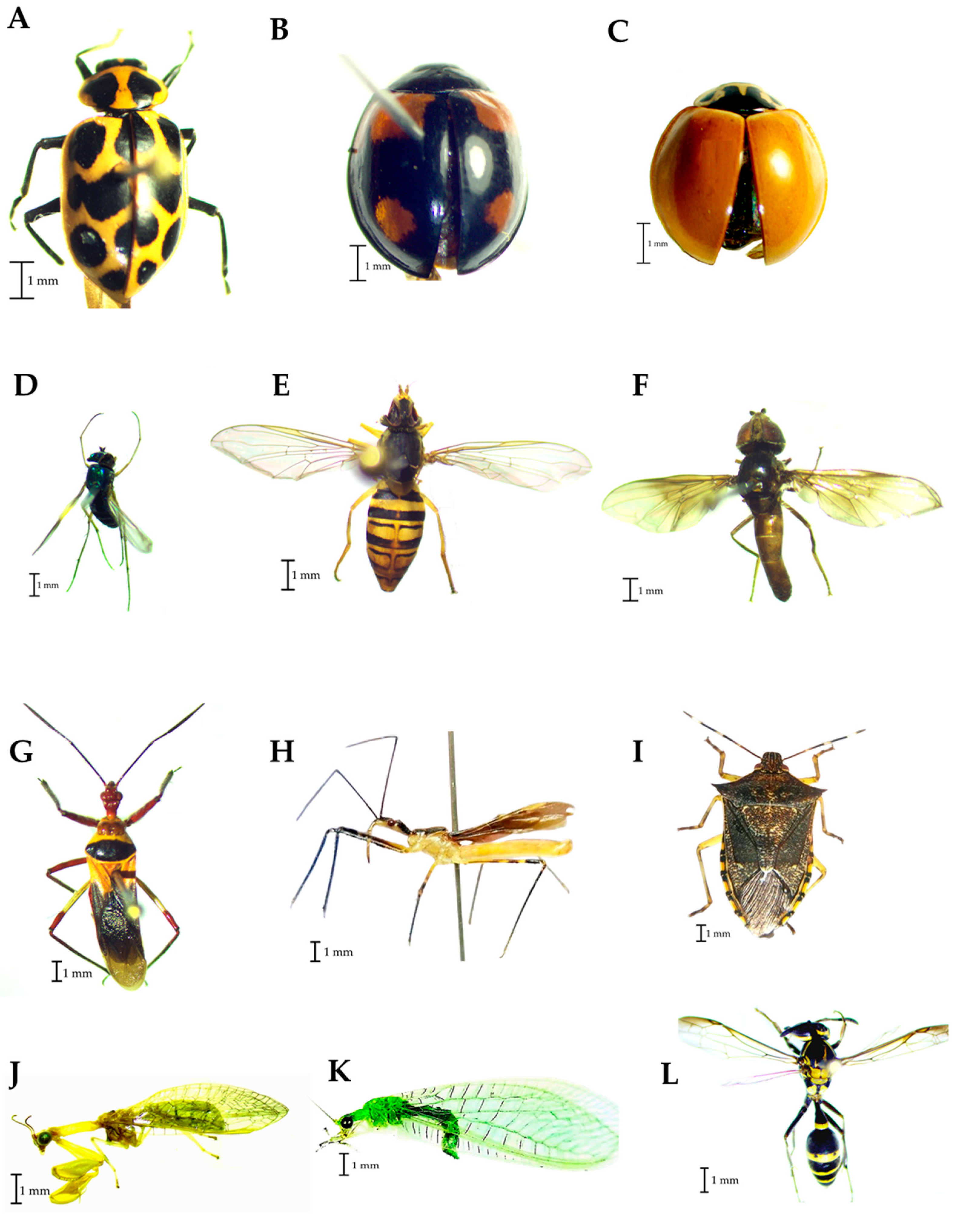 Agronomy 14 00748 g006