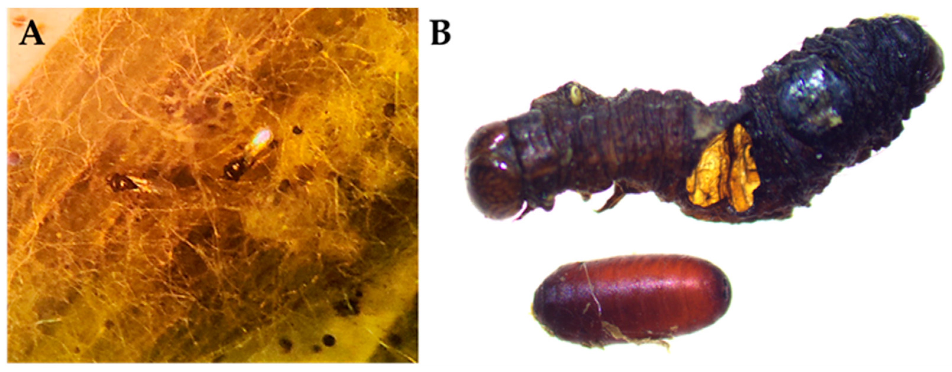 Agronomy 14 00748 g010