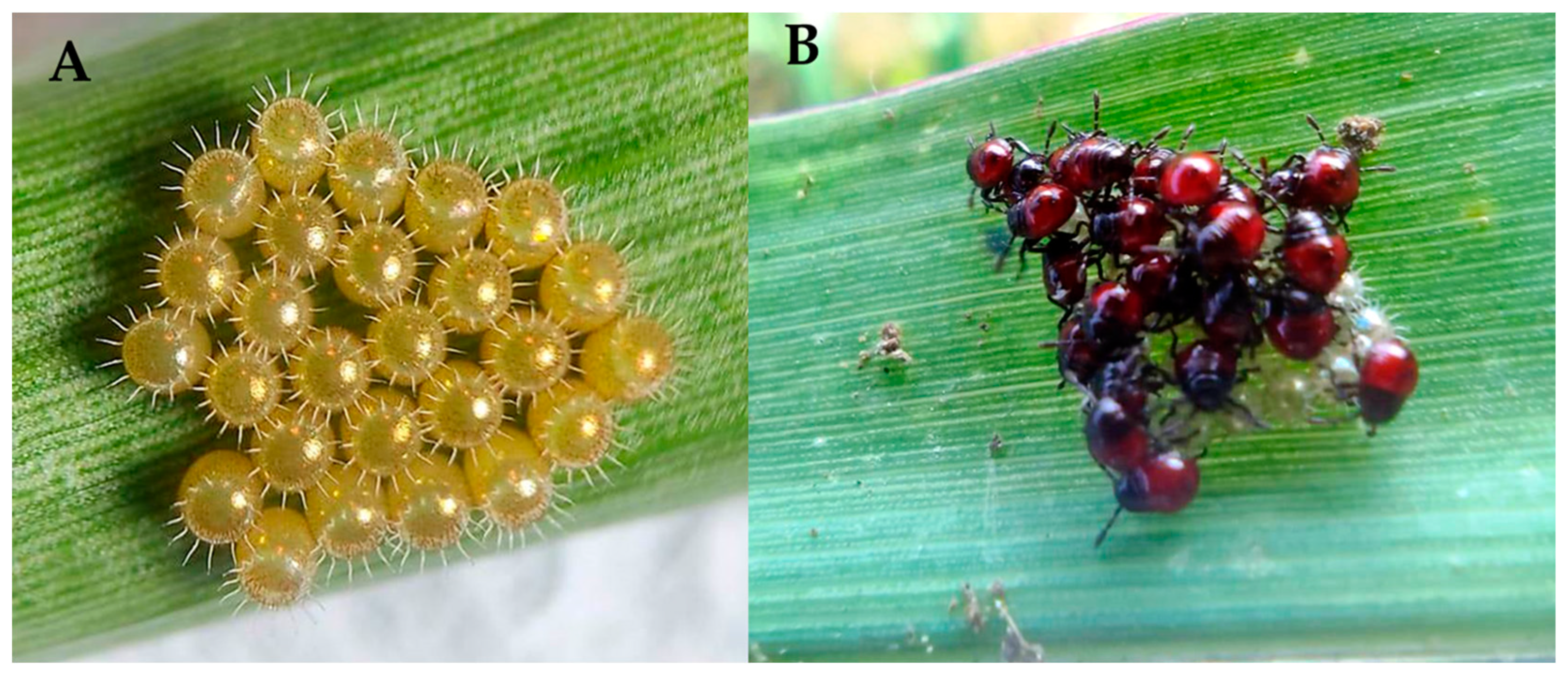 Agronomy 14 00748 g011